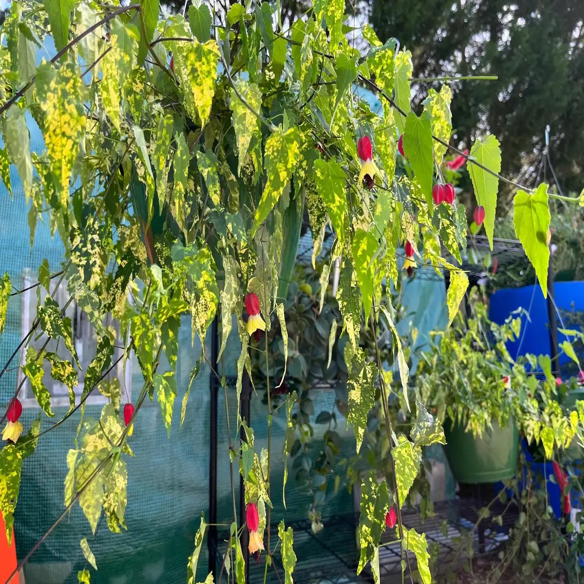 Variegated Chinese Lantern Abutilon Live Plant Flowering Maple 3.25 inch Pot Indoor/Outdoor