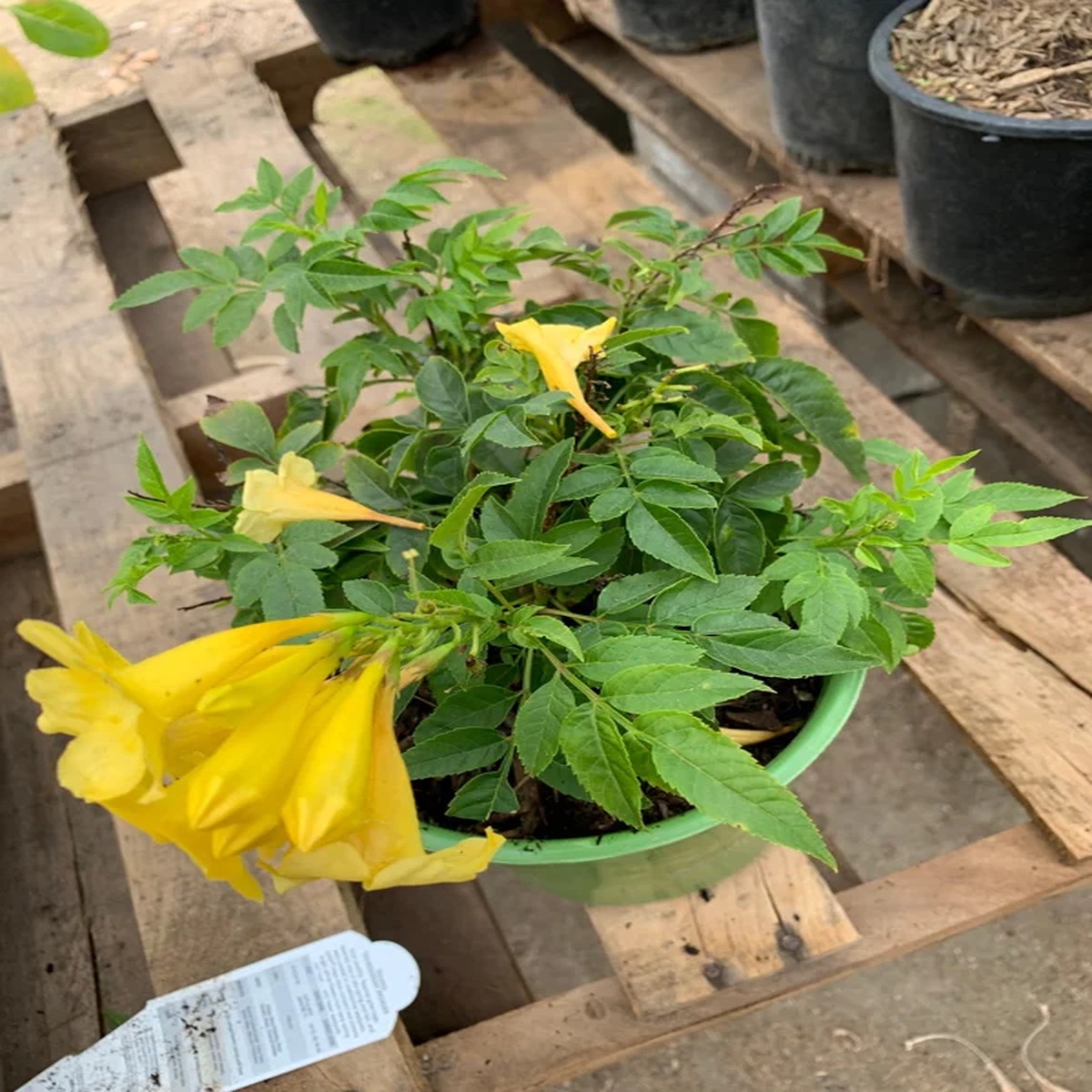 Yellow Tacoma Sun Trumpet Live Plant 1 Gallon Pot - Outdoor Perennial