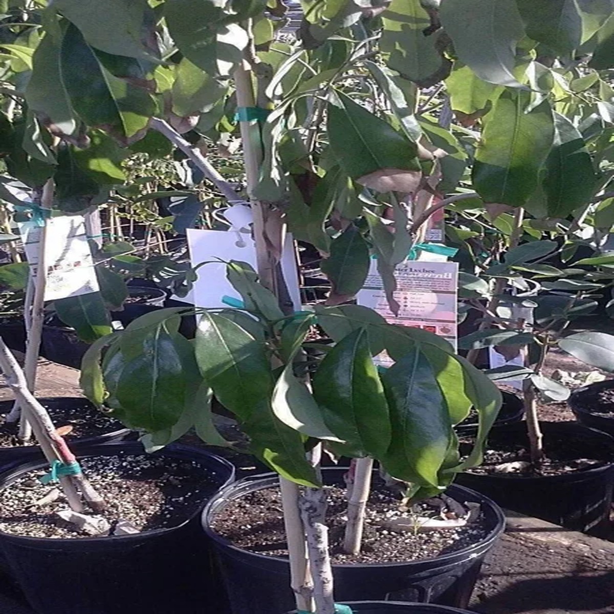 Brewster Lychee Tree Live Plant - Airlayered - 2-3 Feet Tall - Ships in 3 Gallon Pot