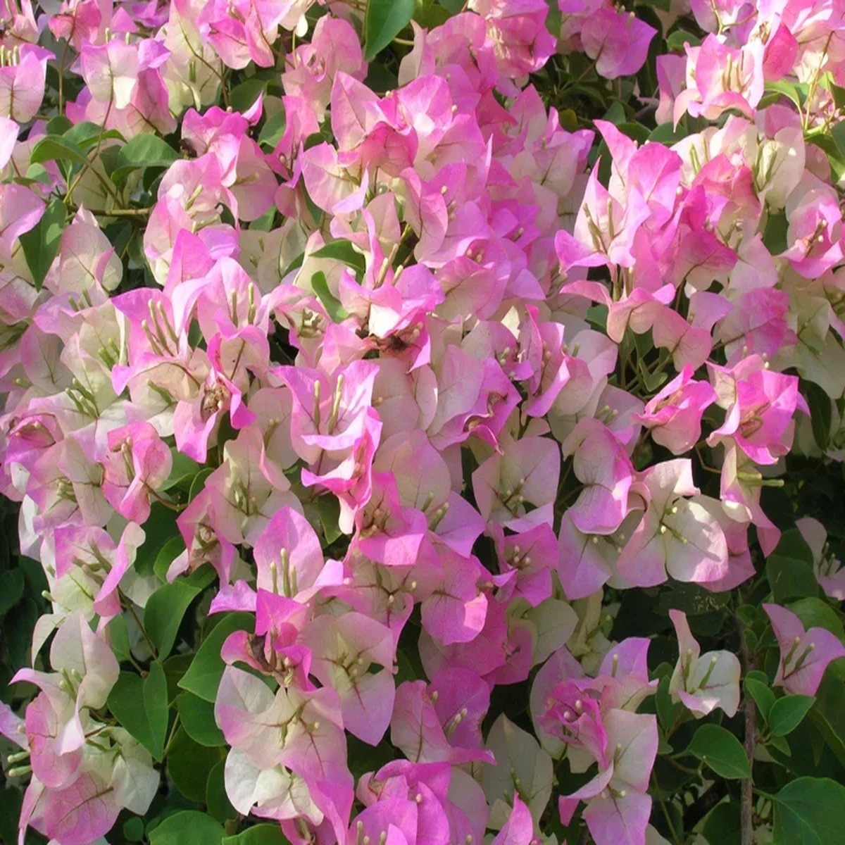 Pink & White Bougainvillea Live Plant 2-3 Feet Tall 3 Gallon Pot Outdoor Shrub