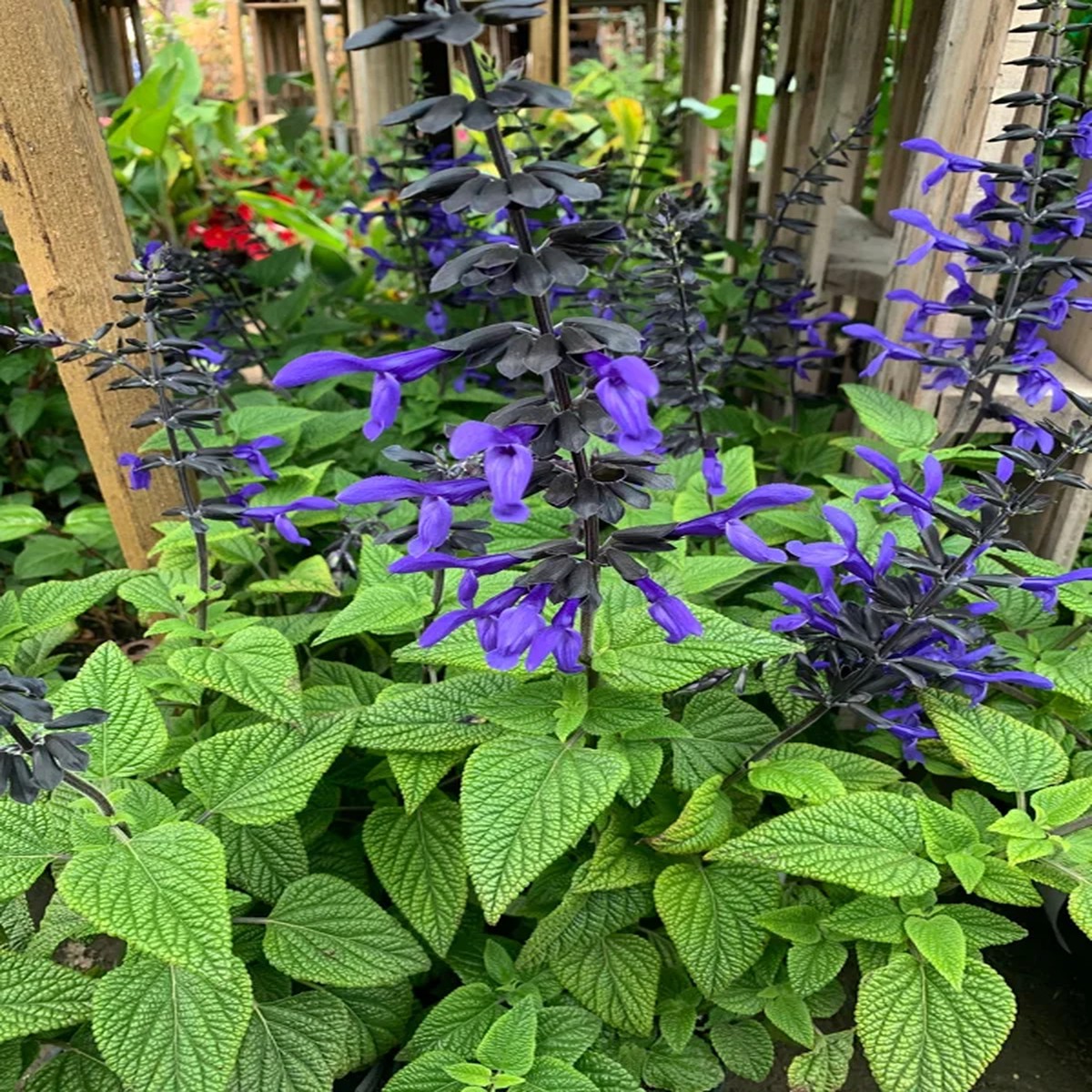 Salvia Black & Bloom Live Plant 1 Gallon Pot, Vibrant Blue Flowers, Outdoor