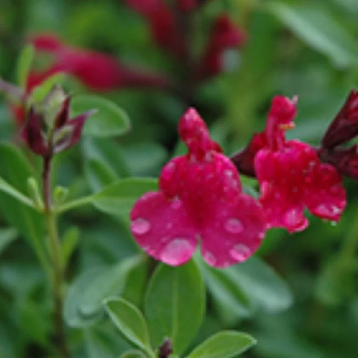 Salvia greggii Furman's Red' Live Plant - 1ft Tall in 1 Gallon Pot