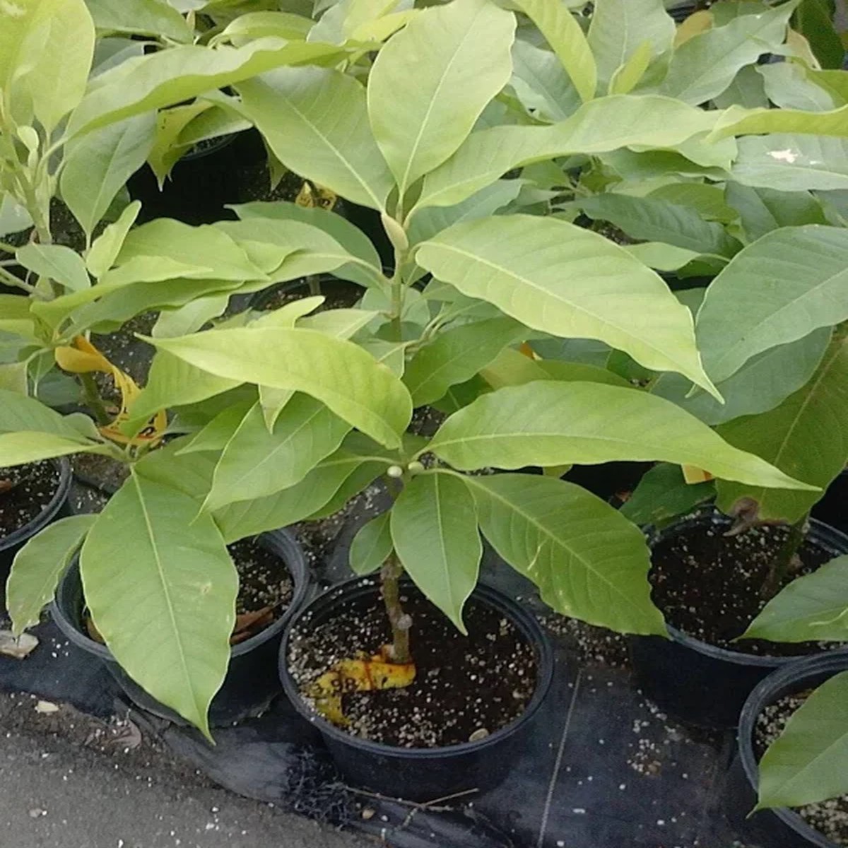 White Champaca Live Plant Michelia alba Tree 2-3 Feet Tall 3 Gal Pot