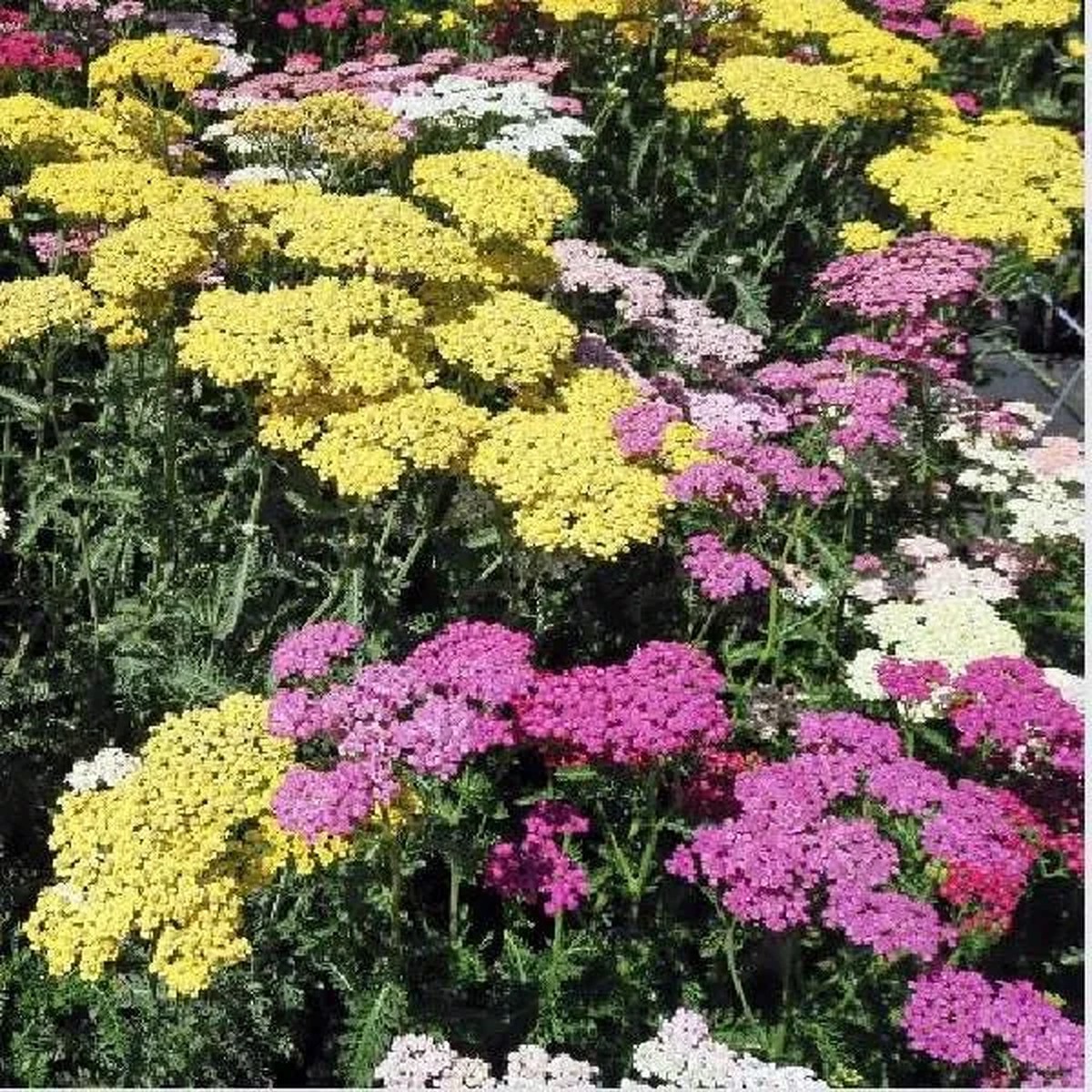 Yarrow Live Plant (Achillea Millefolium) - Healthy Starter, Perennial, Full Sun