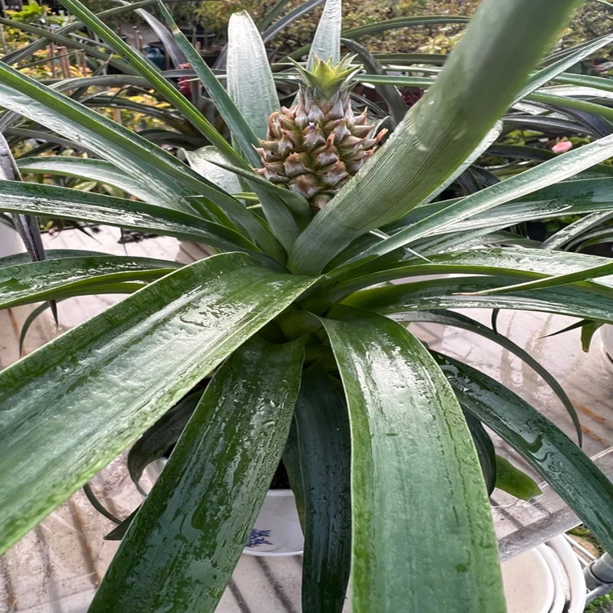 Yellow Pineapple Live Plant - Fruit Bearing, 6 inch Pot, Indoor/Outdoor