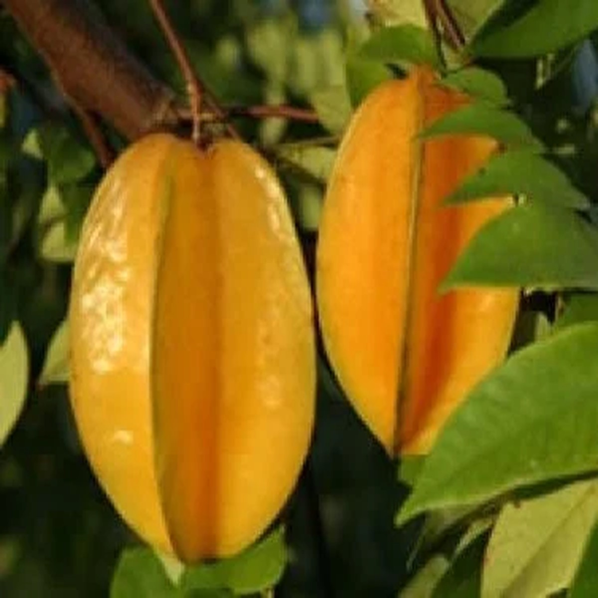 Carambola Live Plant 3 to 4 Feet Tall Star Fruit Tree Ship in 3 Gallon Pot