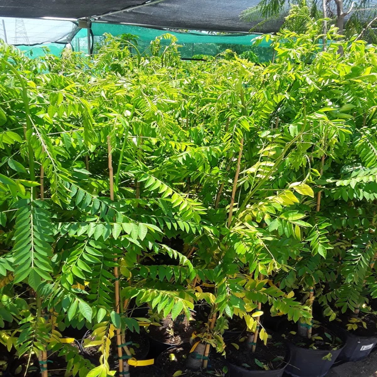 Red Spanish Hog Plum Live Plant Ciruela Jocote Rojo Tree 2 to 3 ft Tall in 3gal Pot