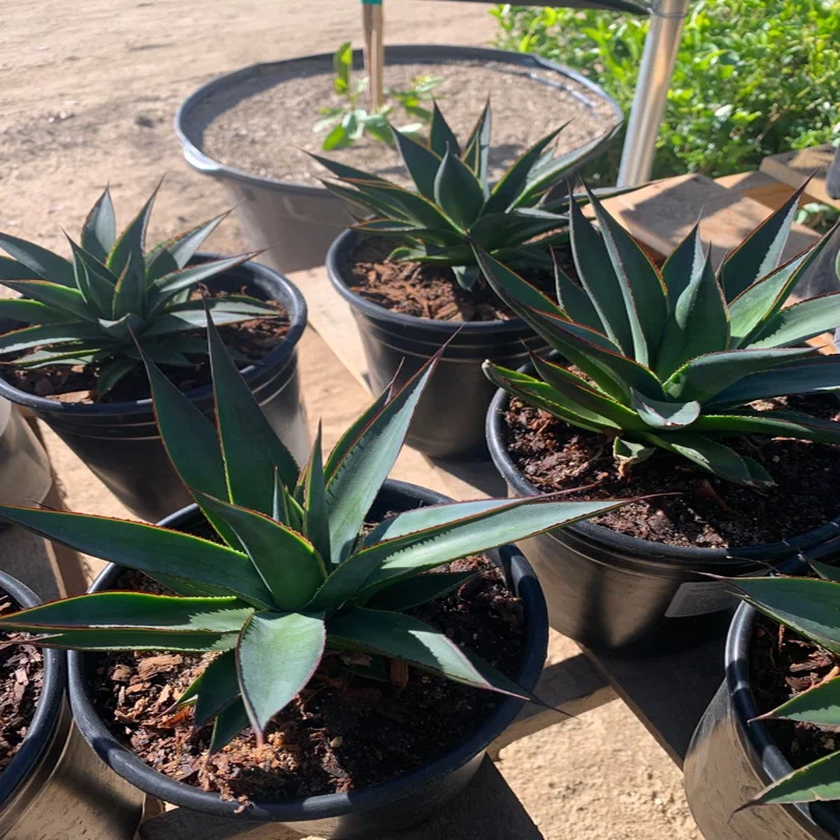 Agave Blue Glow Live Plant 4 to 6 Inch Succulent in 1 Gallon Pot