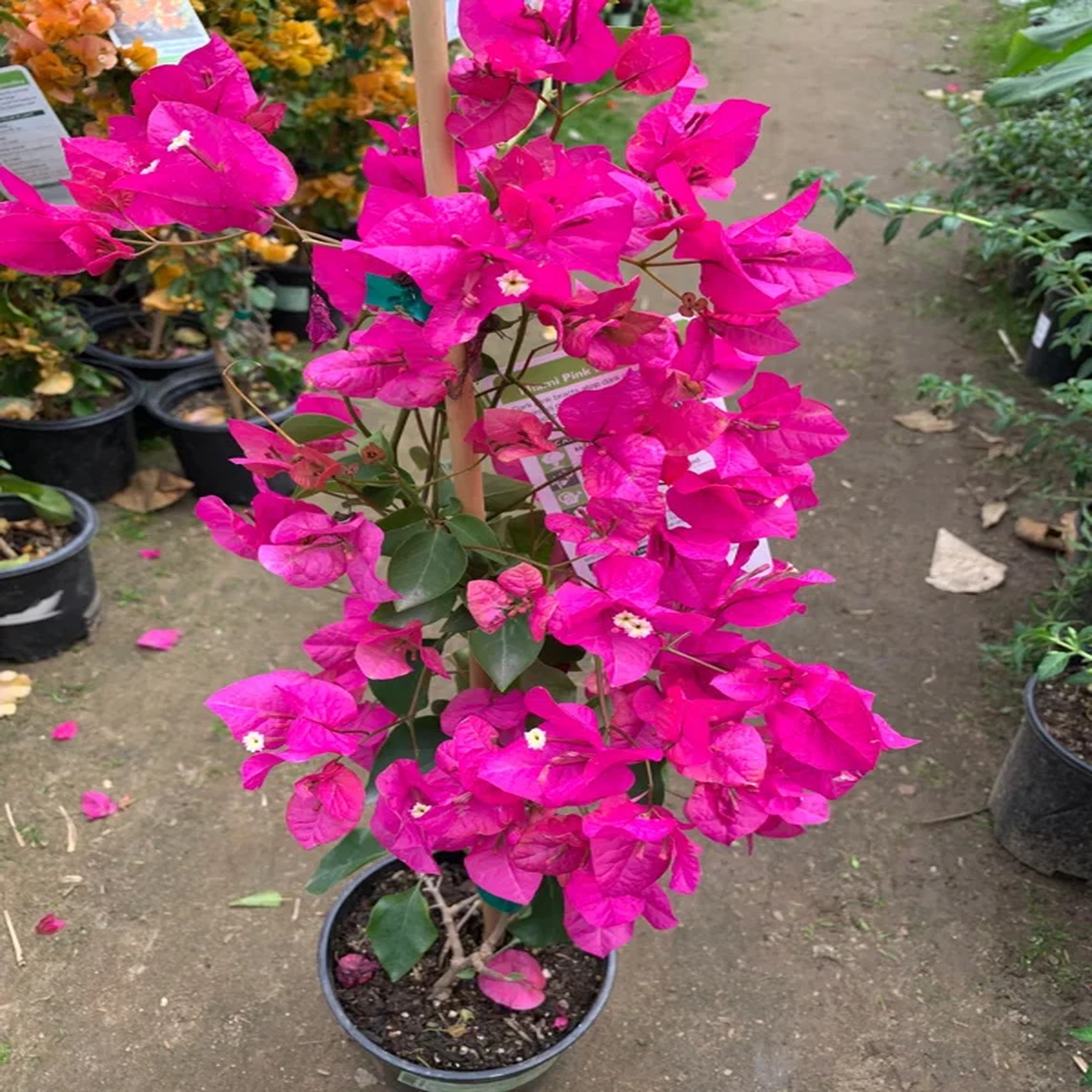 Bougainvillea Miami Pink Live Plant 2 ft Tall, 3 Gallon Pot Outdoor Shrub