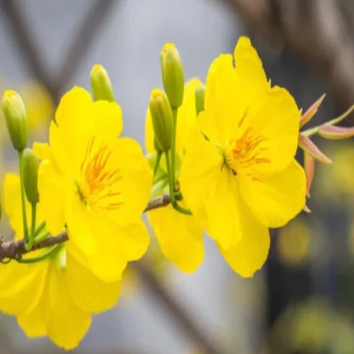 Mai Vang Vietnam Live Plant 1-2 ft Tall 3 Gallon Pot Outdoor Flowering Tree