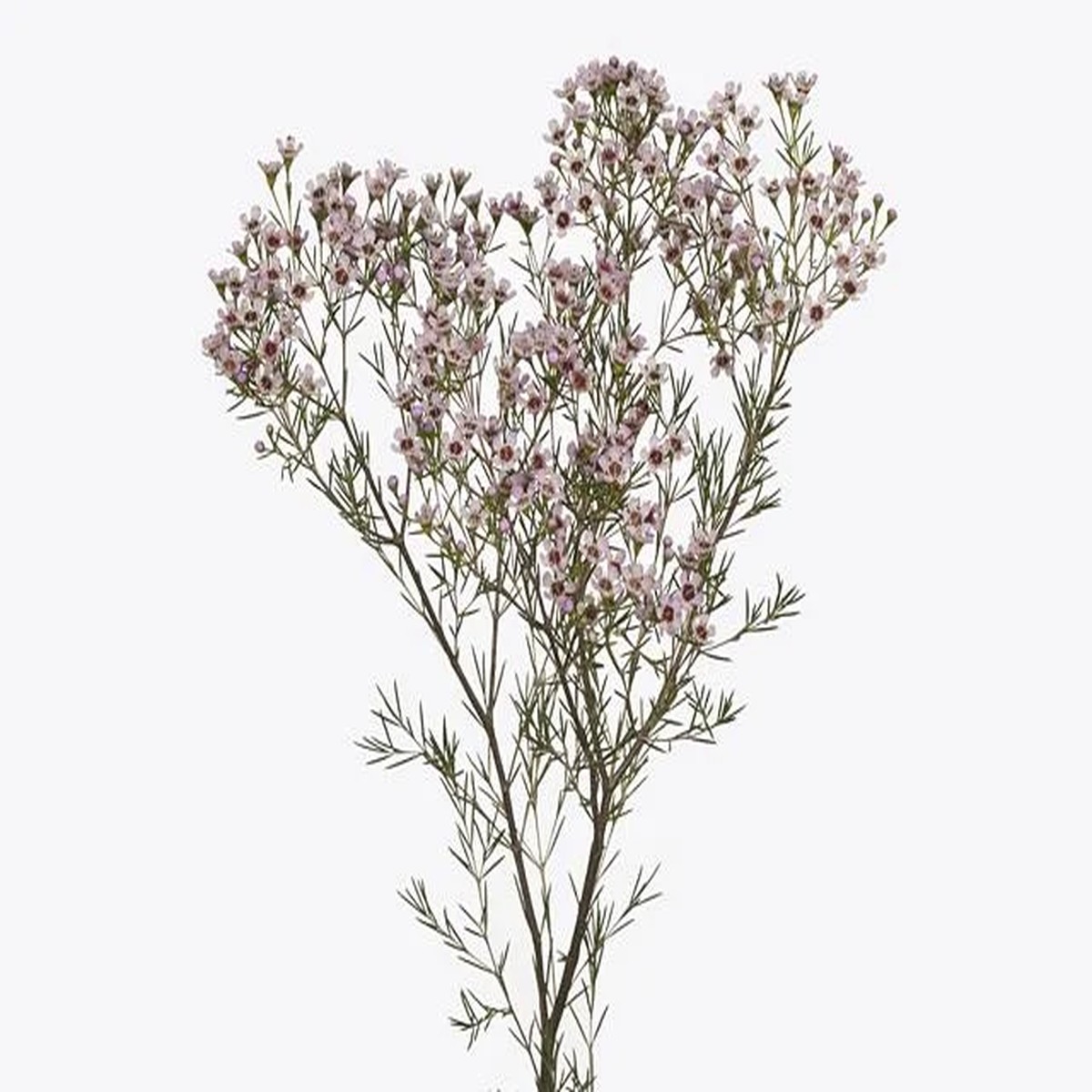 Waxflower Jupiter Solar' Live Plant - Chamelaucium uncinatum - 1 Foot Tall