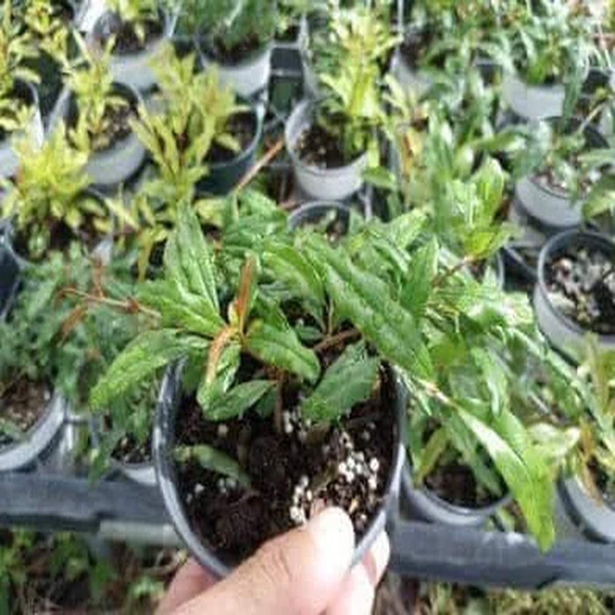 Wonderful Pomegranate Live Plant Edible Fruit Tree 4 inch Tall Outdoor