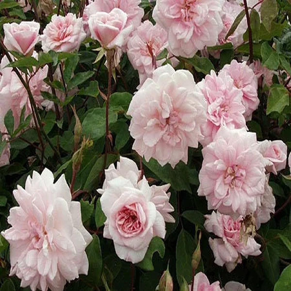 Cecile Brunner Climbing Rose Live Plant - 3-4 ft Tall in 3 Gallon Pot - Outdoor
