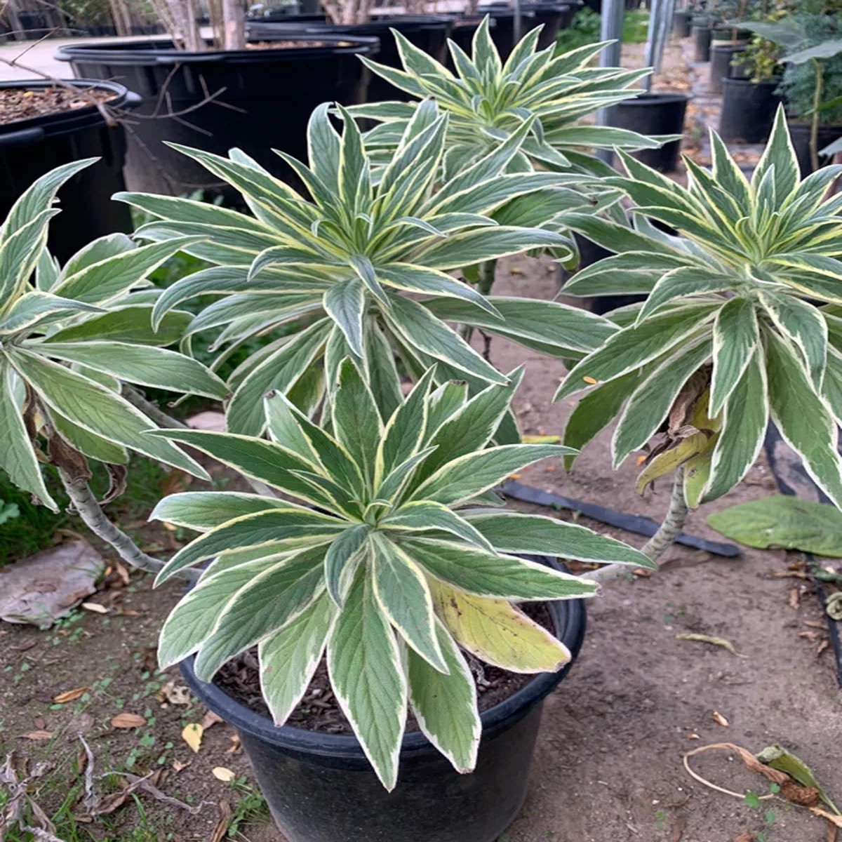 Echium Candicans Star of Madeira Live Plant 3 Gallon Pot Outdoor Shrub