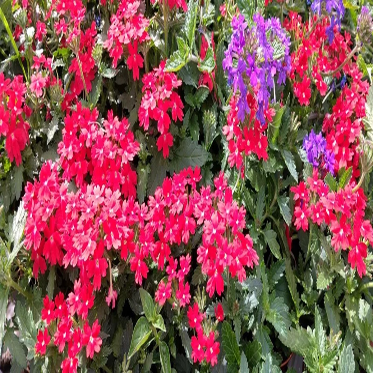 Perennial Verbena Homestead Red - 1 Live Plant, 4-inch Tall, Outdoor