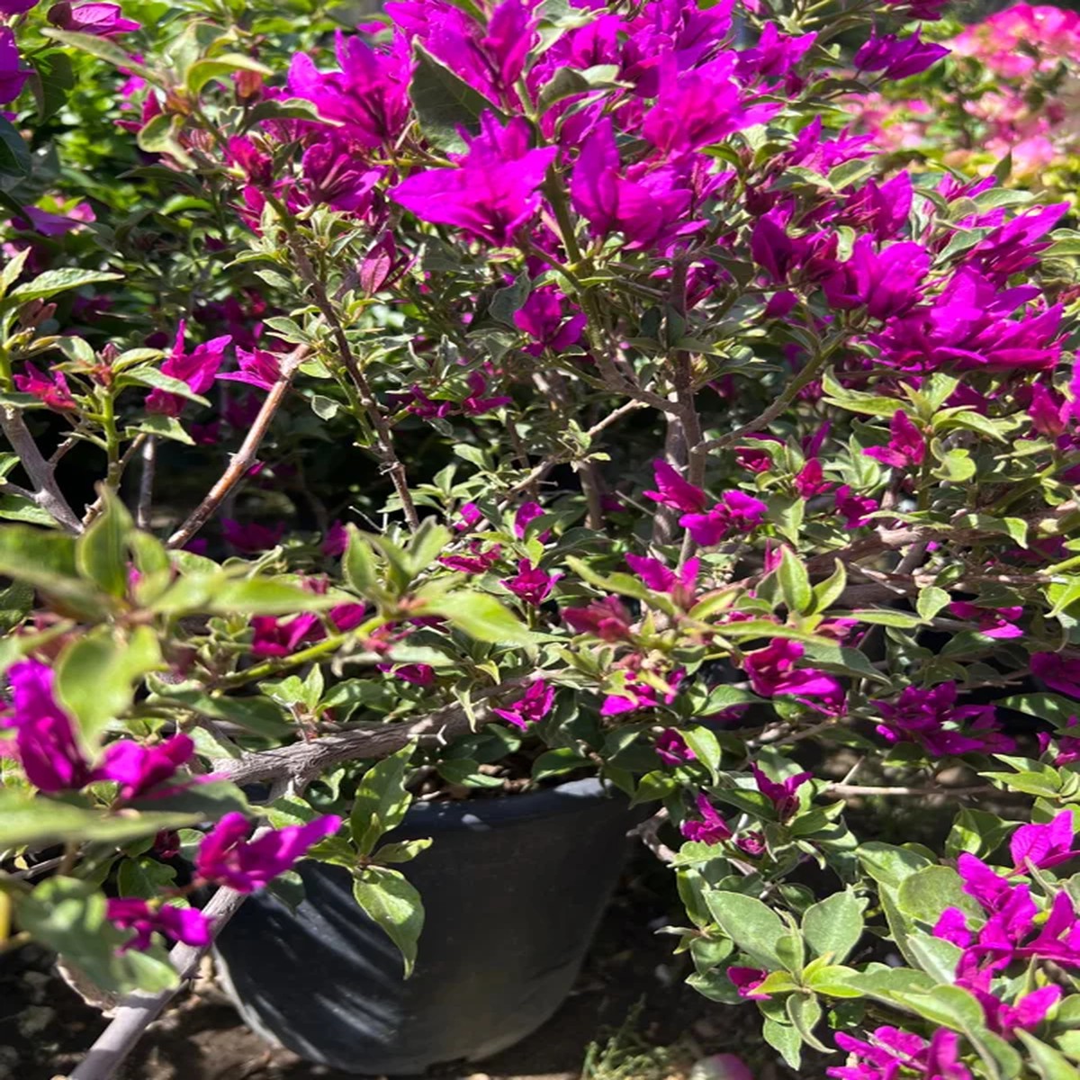 Purple Bougainvillea Live Plant Bush 1-2 ft Tall in 3 Gallon Pot Outdoor