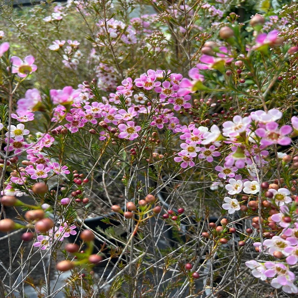 Purple Gem Waxflower Live Plant 2-3ft Tall 3 Gallon Pot Outdoor Shrub