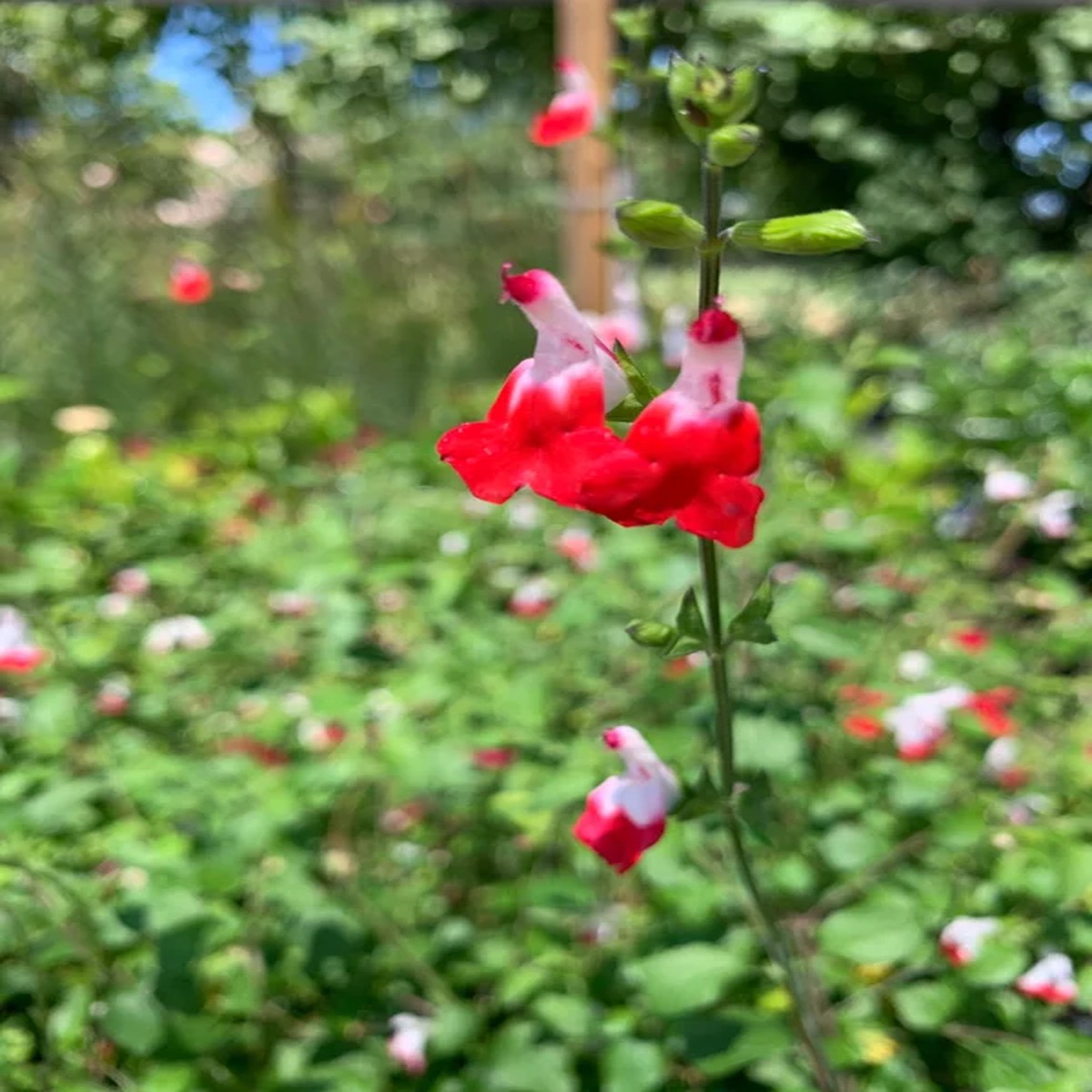 Salvia Hot Lips' Live Plant 1ft Tall Red & White Sage in 6in Pot Outdoor Flower