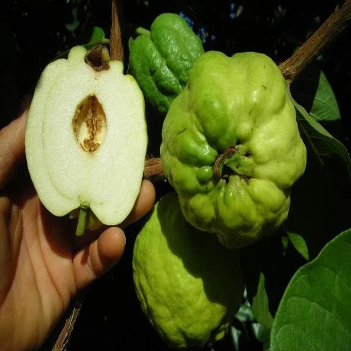 White Flesh Seedless Guava Tree - Live Plant - 2 Feet Tall - 3 Gallon Pot