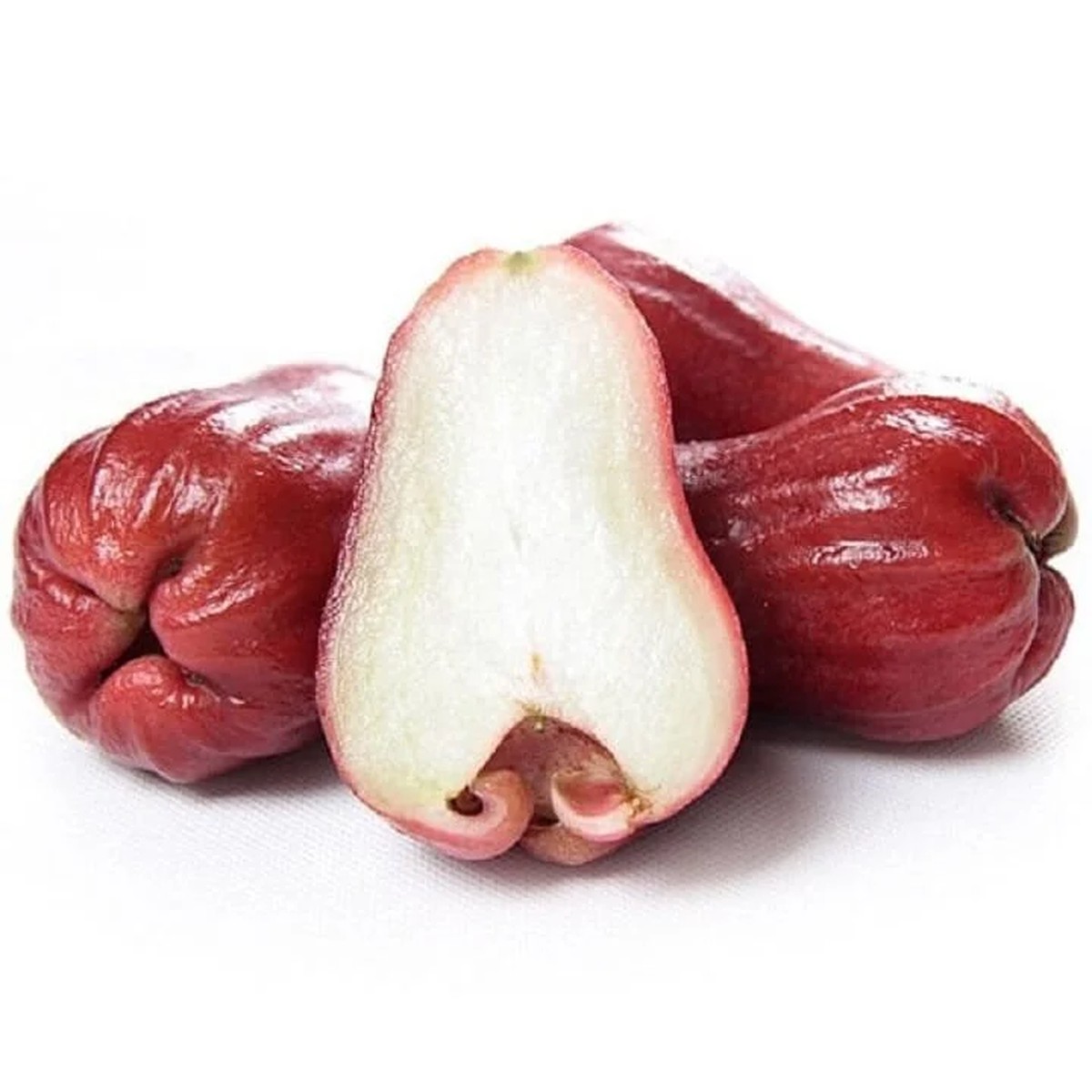 An Phuoc Wax Apple Tree Live Plant 2 Feet Tall Ships in 3 Gallon Pot