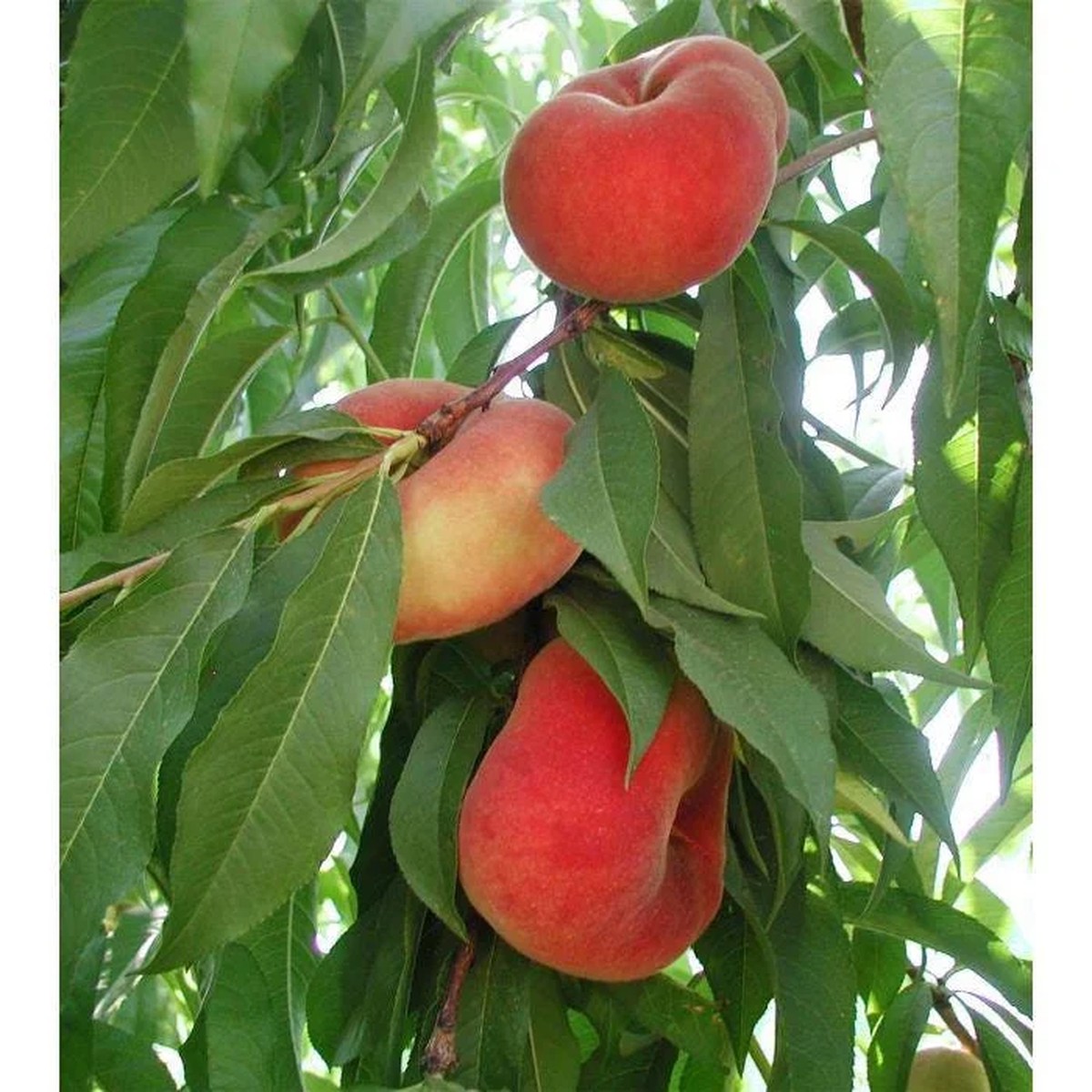 Galaxy Peach Tree Live Plant 3-4 ft Tall 7 Gallon Pot Sweet Flat Peaches