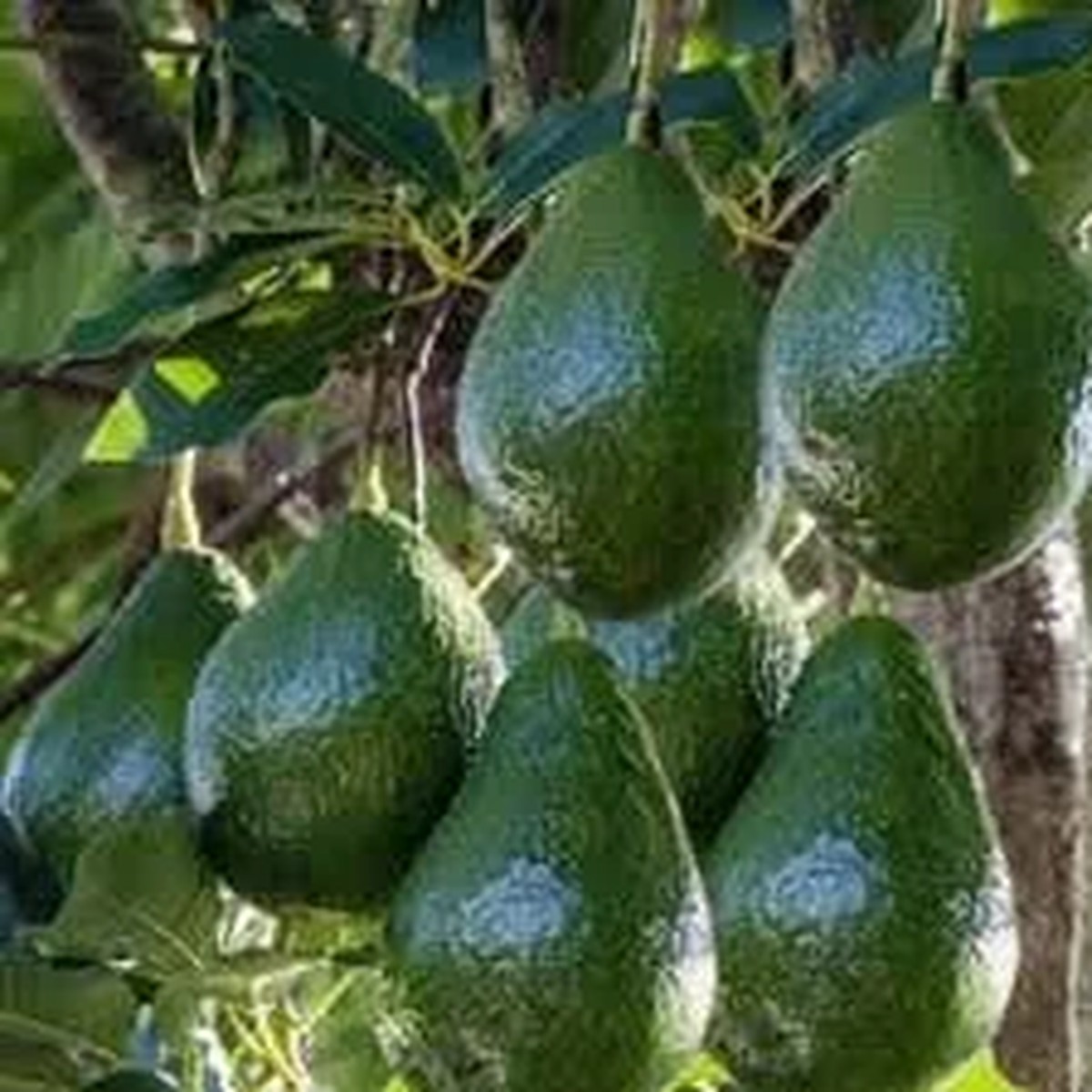 Little Cado Avocado Tree Live Plant 3 to 4 Feet Tall Grafted