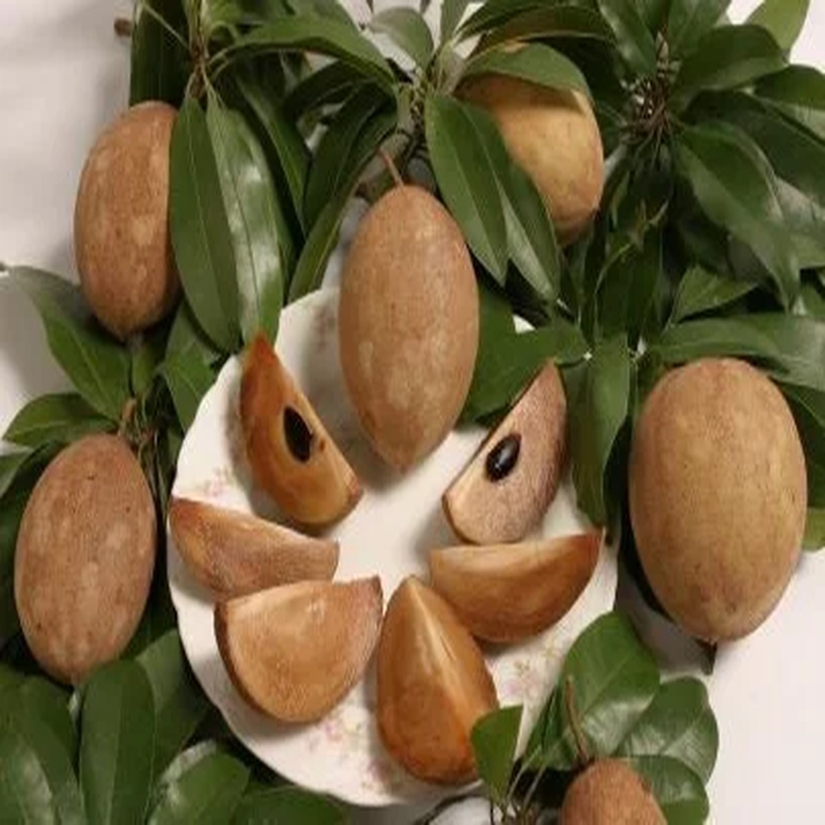 Sapodilla Live Plant 2 to 3 Feet Tall Ship in 3 Gallon Pot Fruit Tree