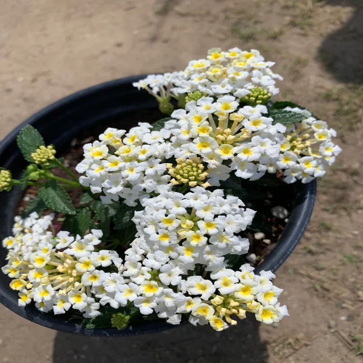 White Lantana Live Plant 1 Gallon Pot Outdoor Shrub Attracts Pollinators