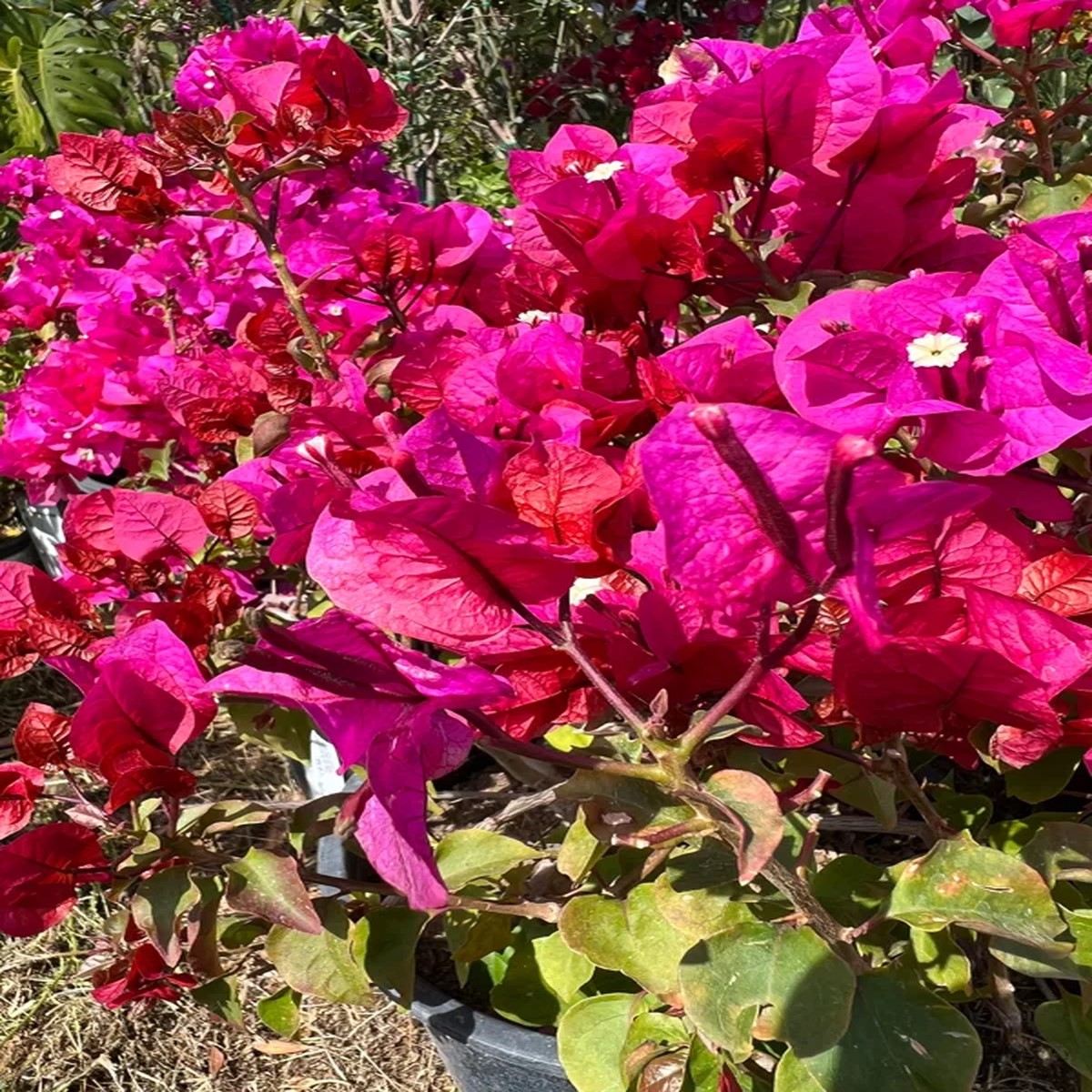 Bougainvillea Temple Fire Bush Live Plant 1-2 ft Tall, 3 Gallon Pot Outdoor Shrub