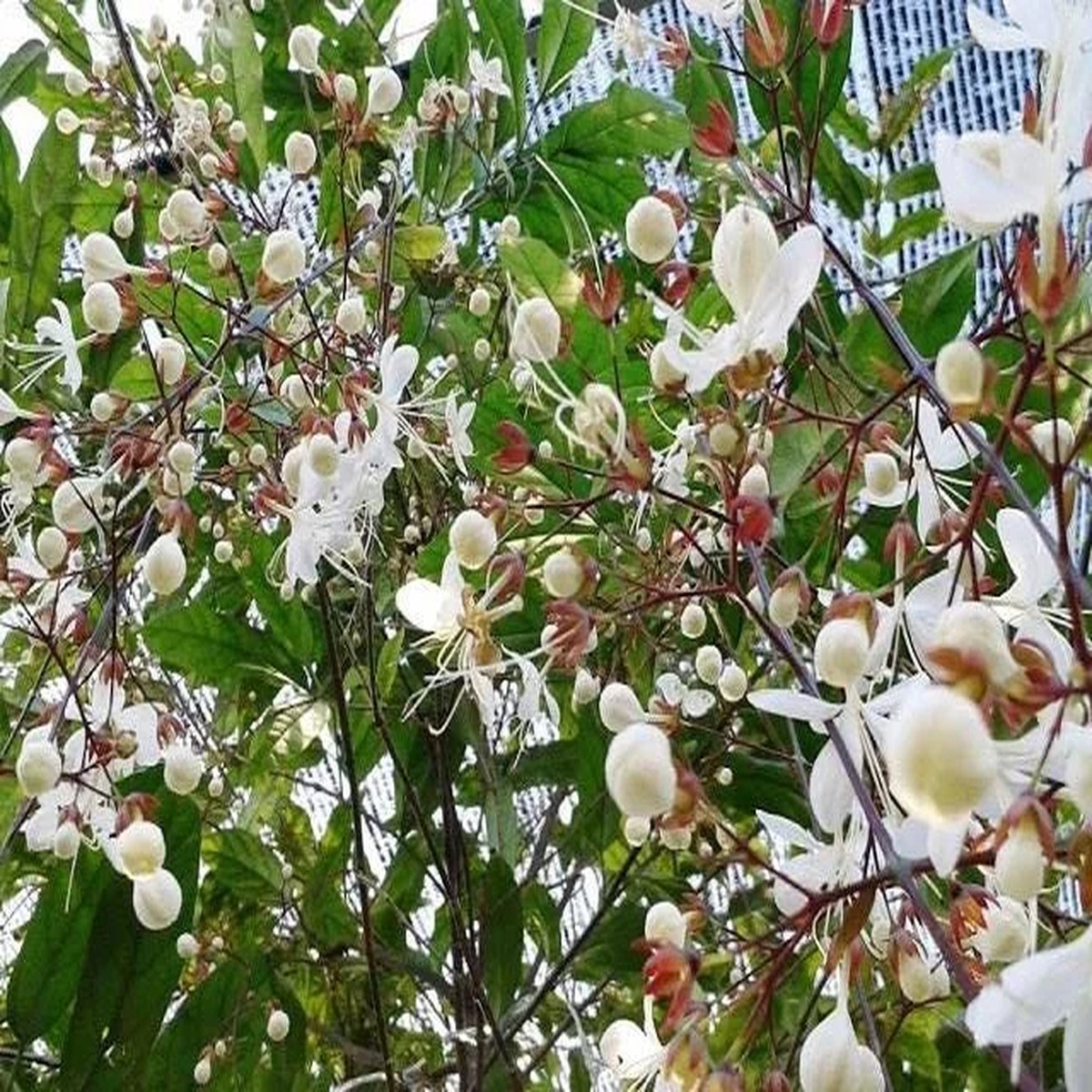 Clerodendrum Schmidtii Live Plant - Chains of Glory - White Cascading Flowers - 2-3 ft Tall - Ships in 3 Gallon Pot