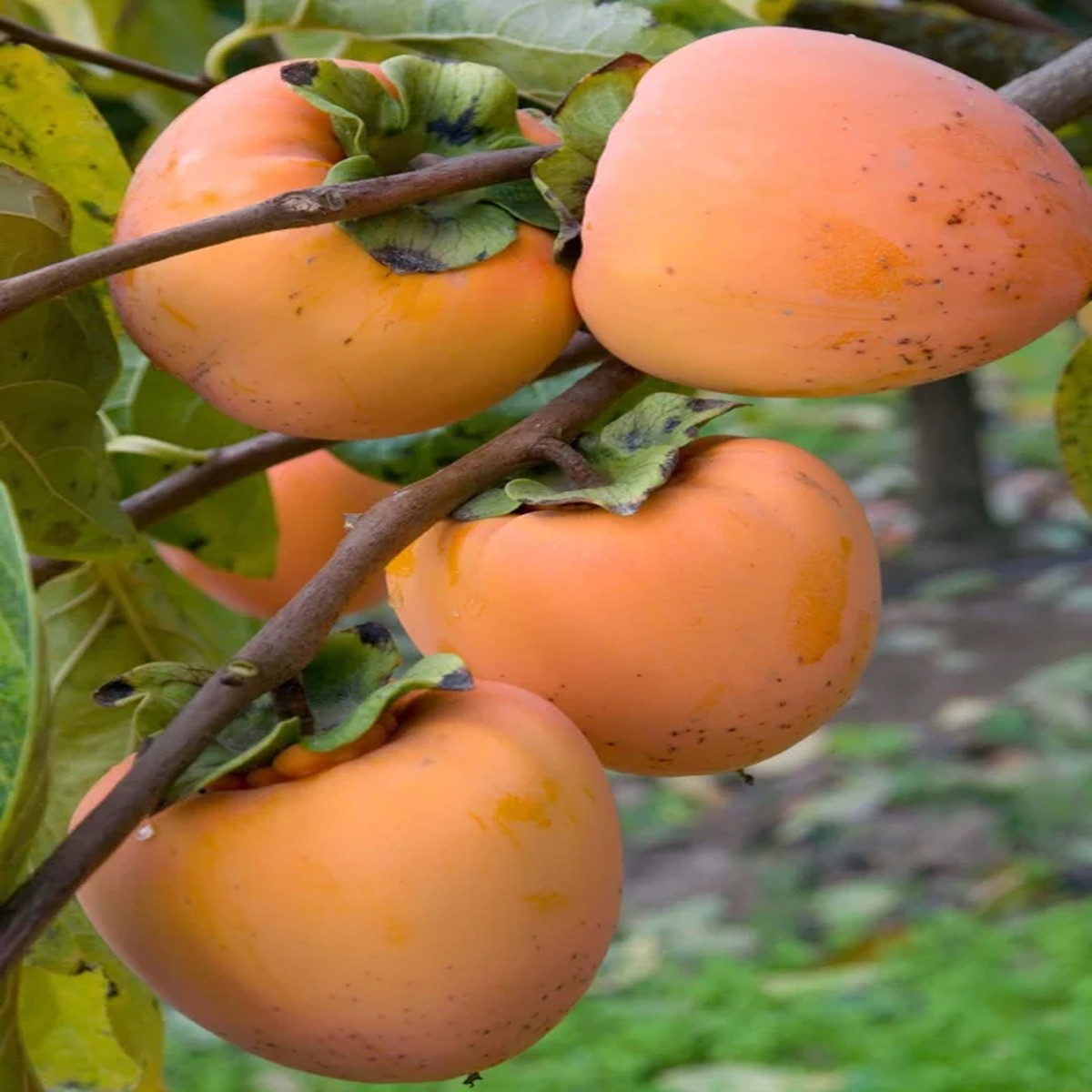 Hachiya Persimmon Tree - 3 to 4 Feet Tall Grafted Live Fruit Plant - 3 Gallon Pot