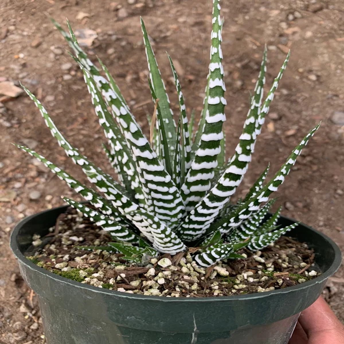 Haworthia Attenuata Big Band' Live Plant - Zebra Haworthia - 4 inch Pot