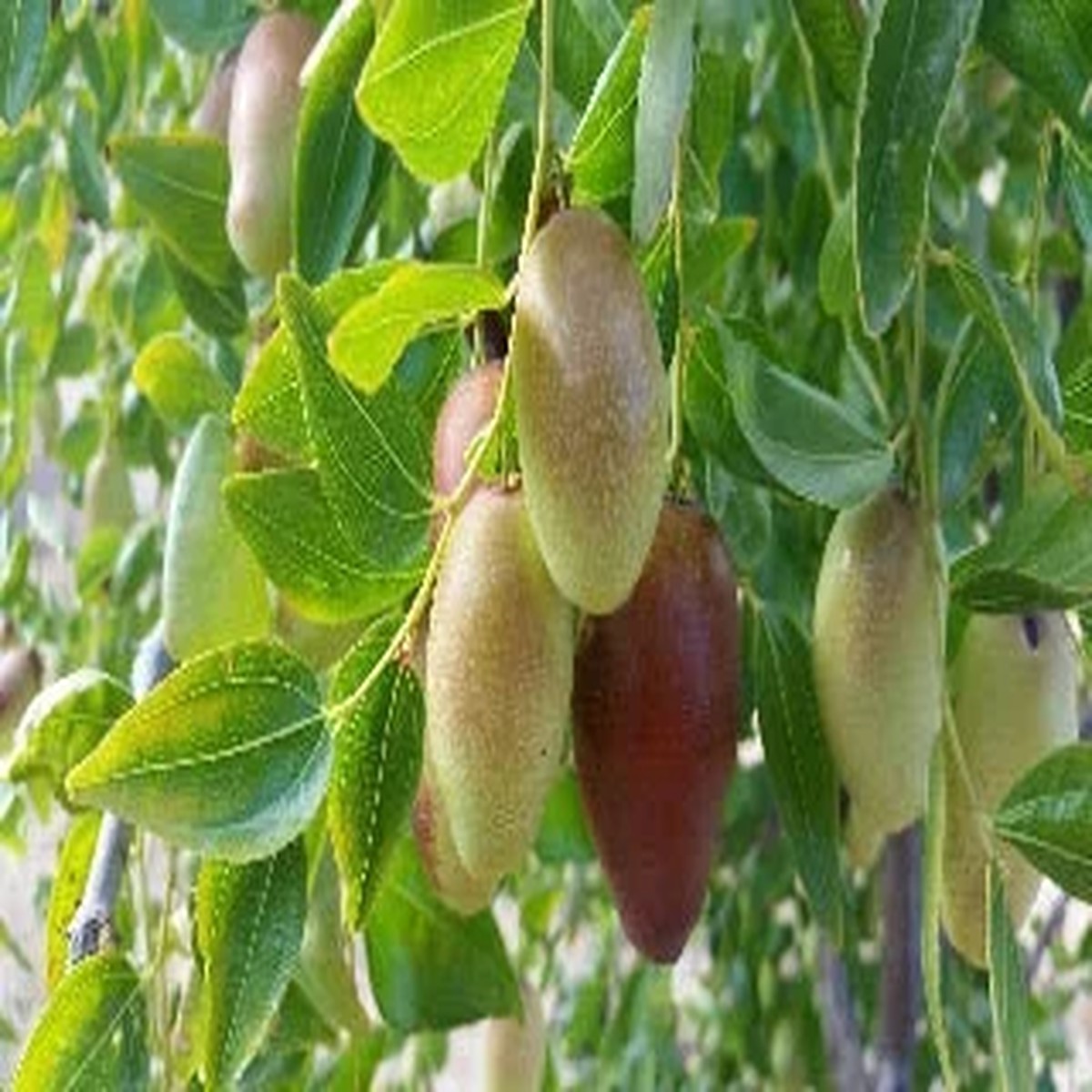 Jujube GA866 Grafted Tree - Live Plant - 4 to 5 Feet Tall - 3 Gallon Pot