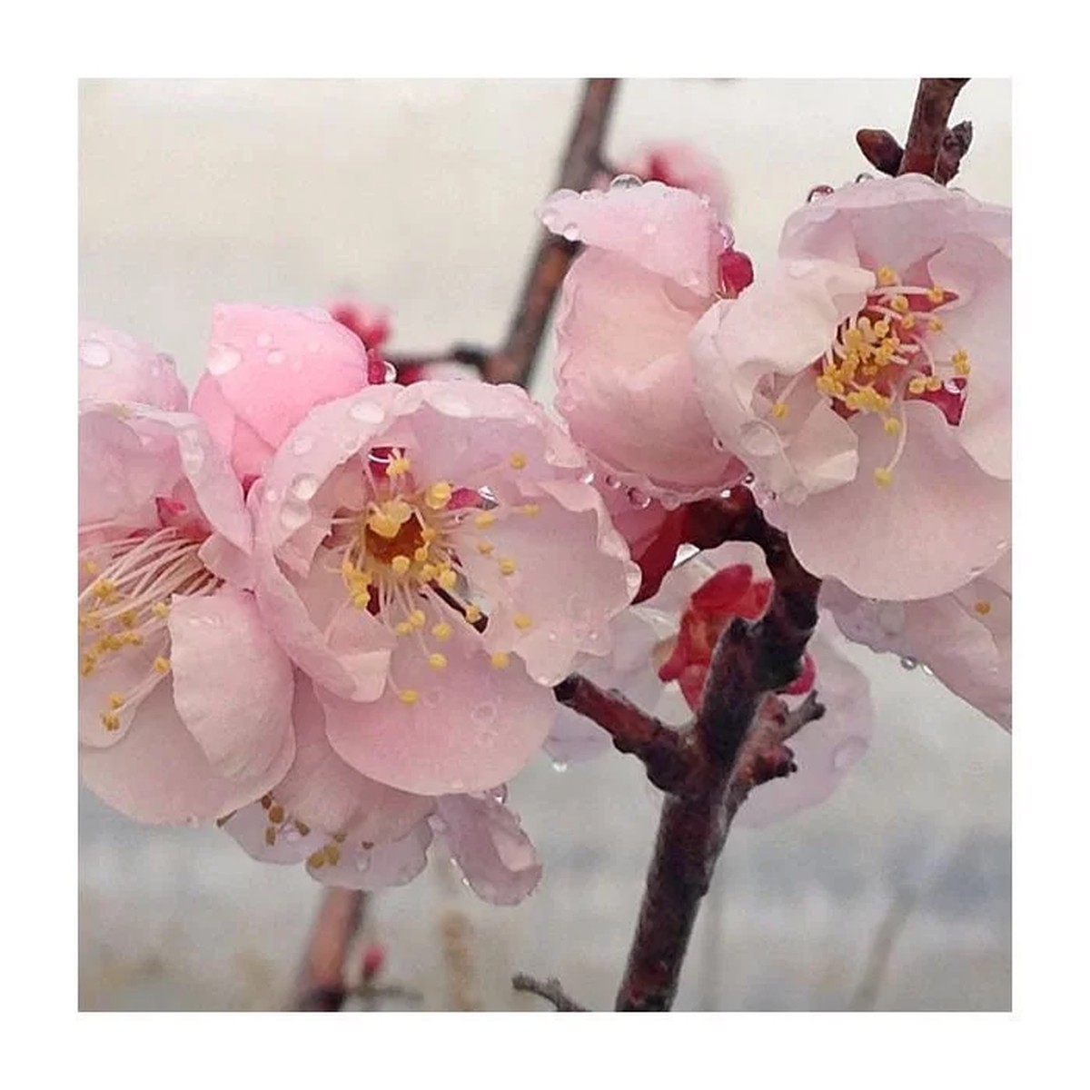 Prunus mume Bongo' Apricot Tree - Live Plant, 3-4 Ft Tall, 3 Gallon Pot, Outdoor