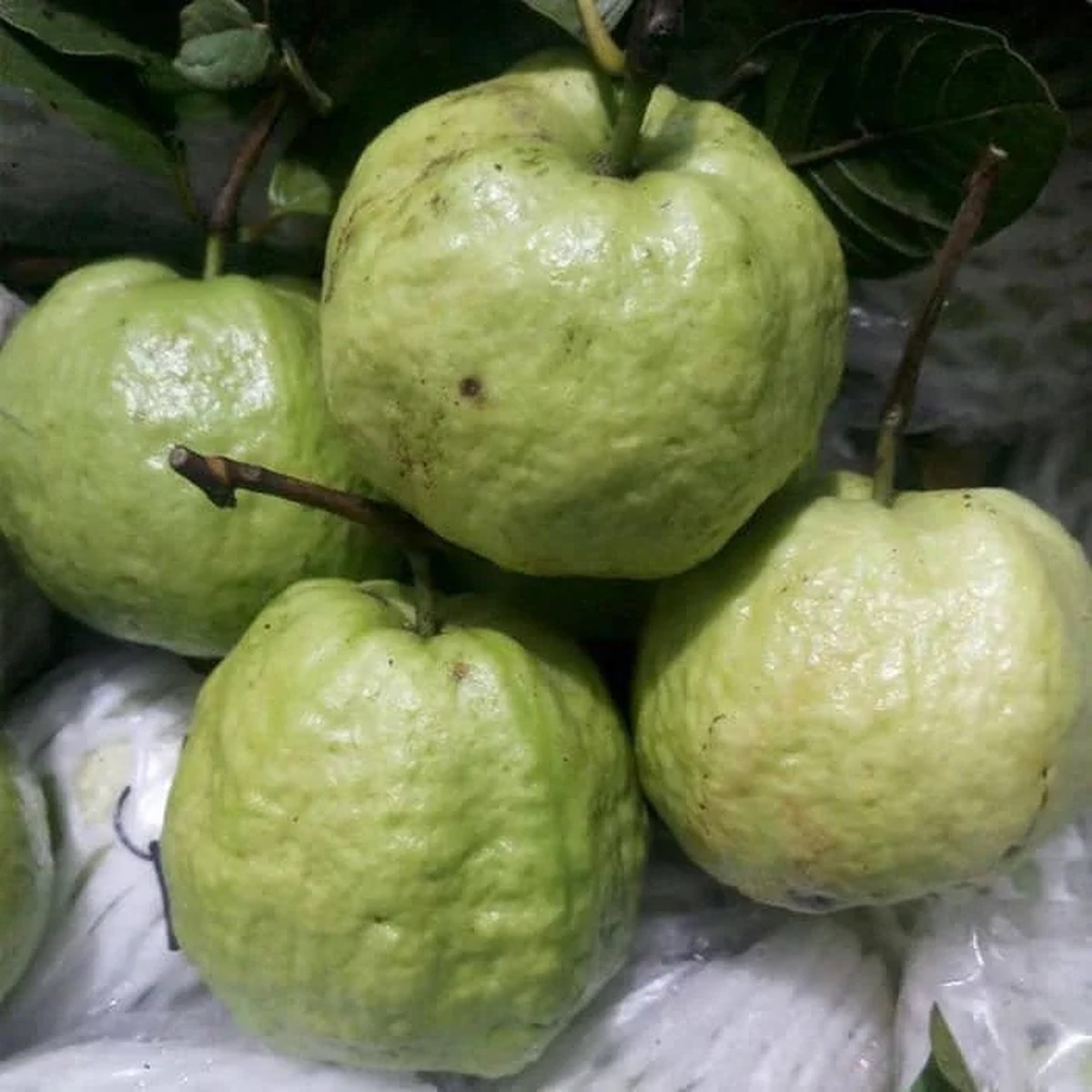 Queen Guava Live Plant - 2 Feet Tall, Fruit Tree, Ship in 3 Gallon Pot