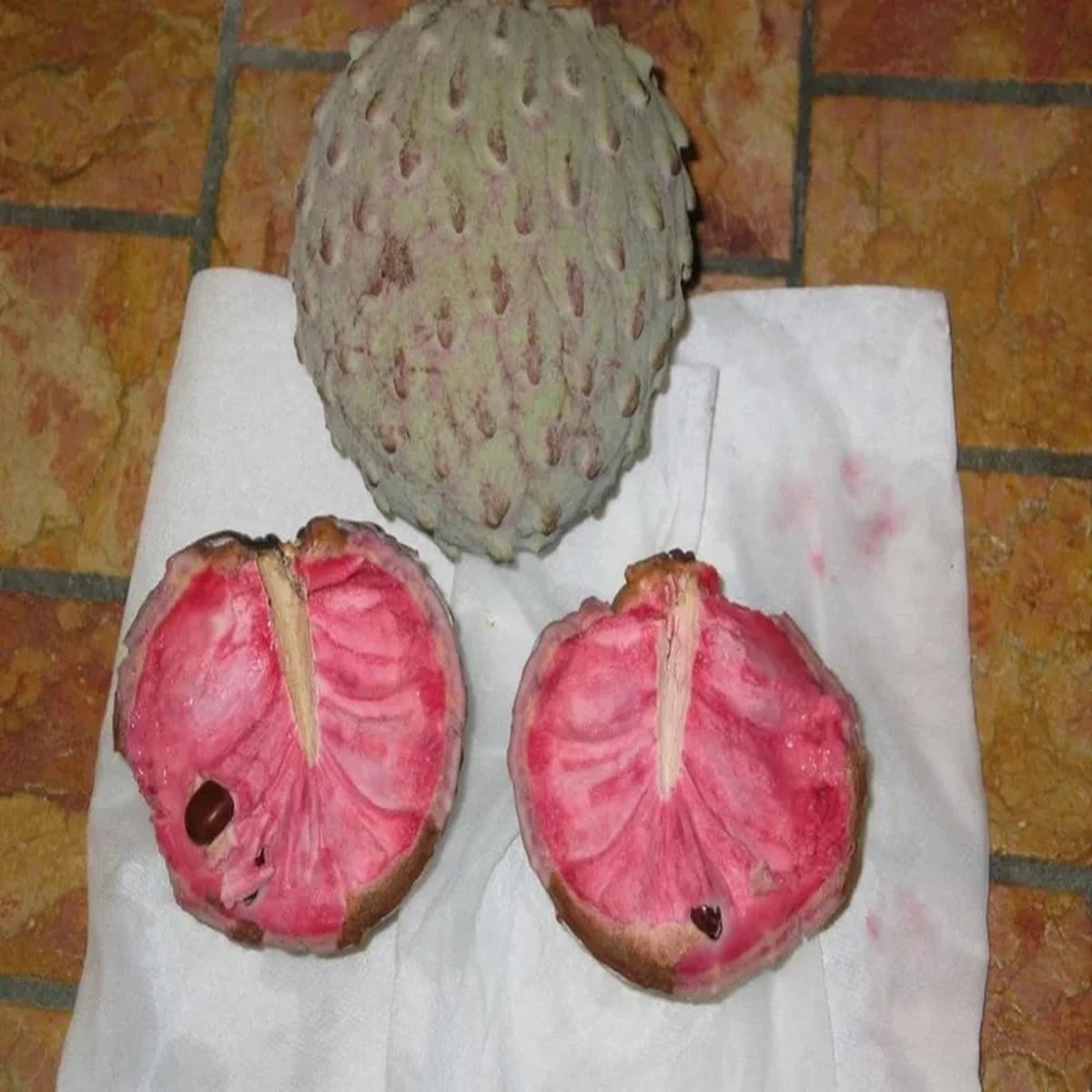 Red Ilama Fruit Tree - Grafted Live Plant - Tropical Fruit - Ship in 3Gal Pot