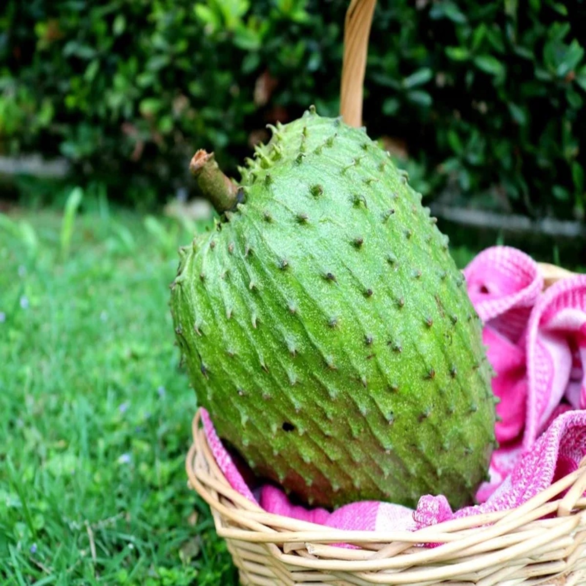 Soursop Live Plant - Guanabana Tree 4 Feet Tall - Ships in 3 Gallon Pot