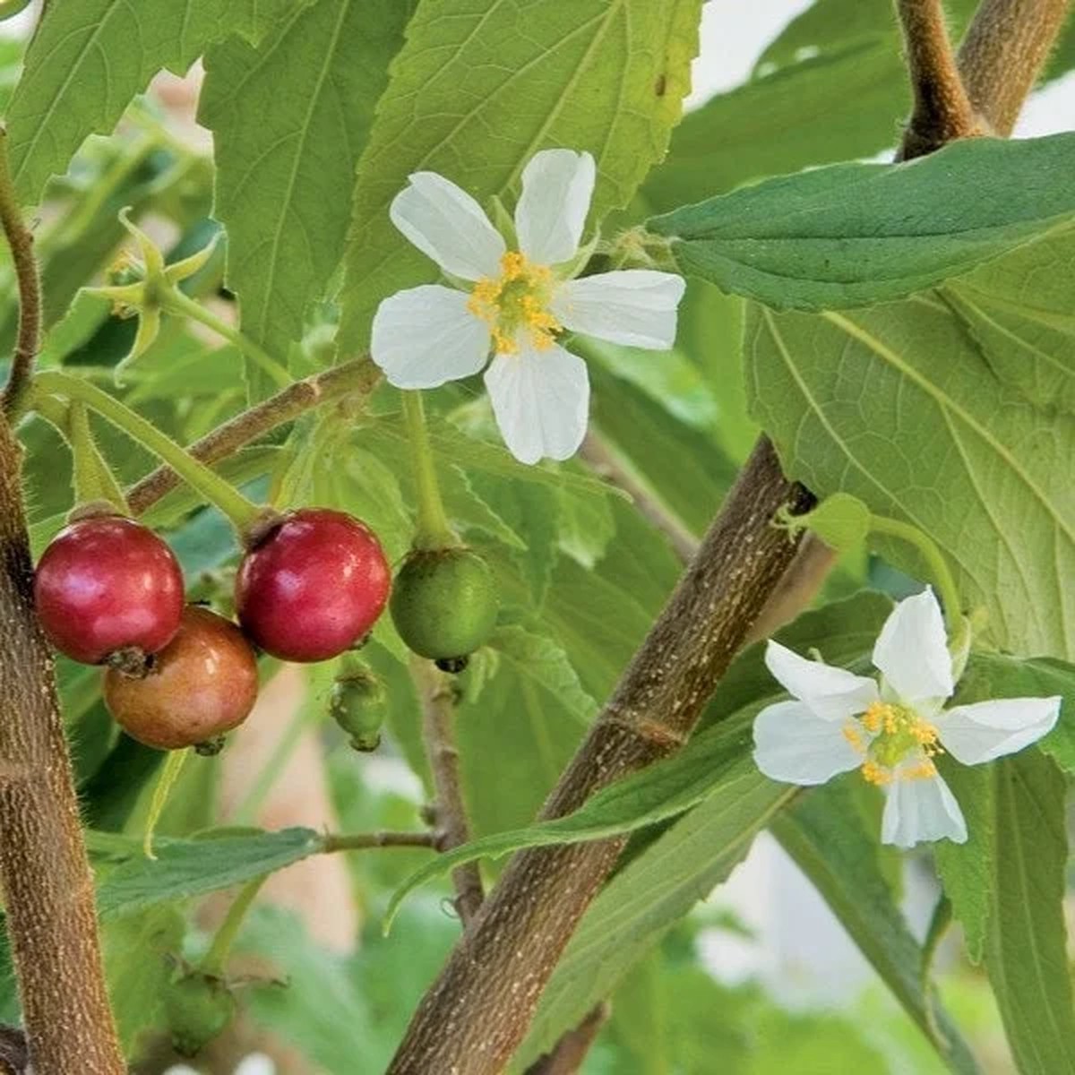 Strawberry Tree Live Plant - 2-3 ft Tall - 3 Gallon Pot - Outdoor