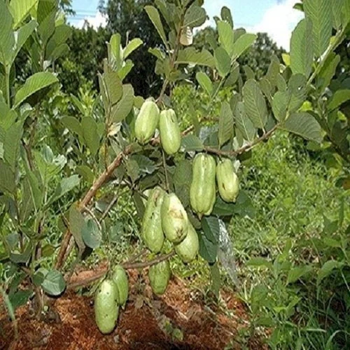 Thai Seedless Guava Live Plant - 3 Feet Tall Fruit Tree in 3 Gallon Pot