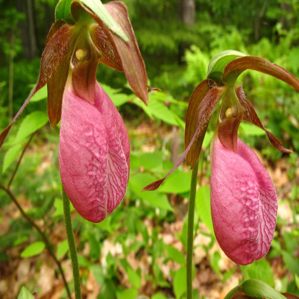 3 Pink Lady's Slipper Orchid Live Plant - Cypripedium Acaule - Blooming Size