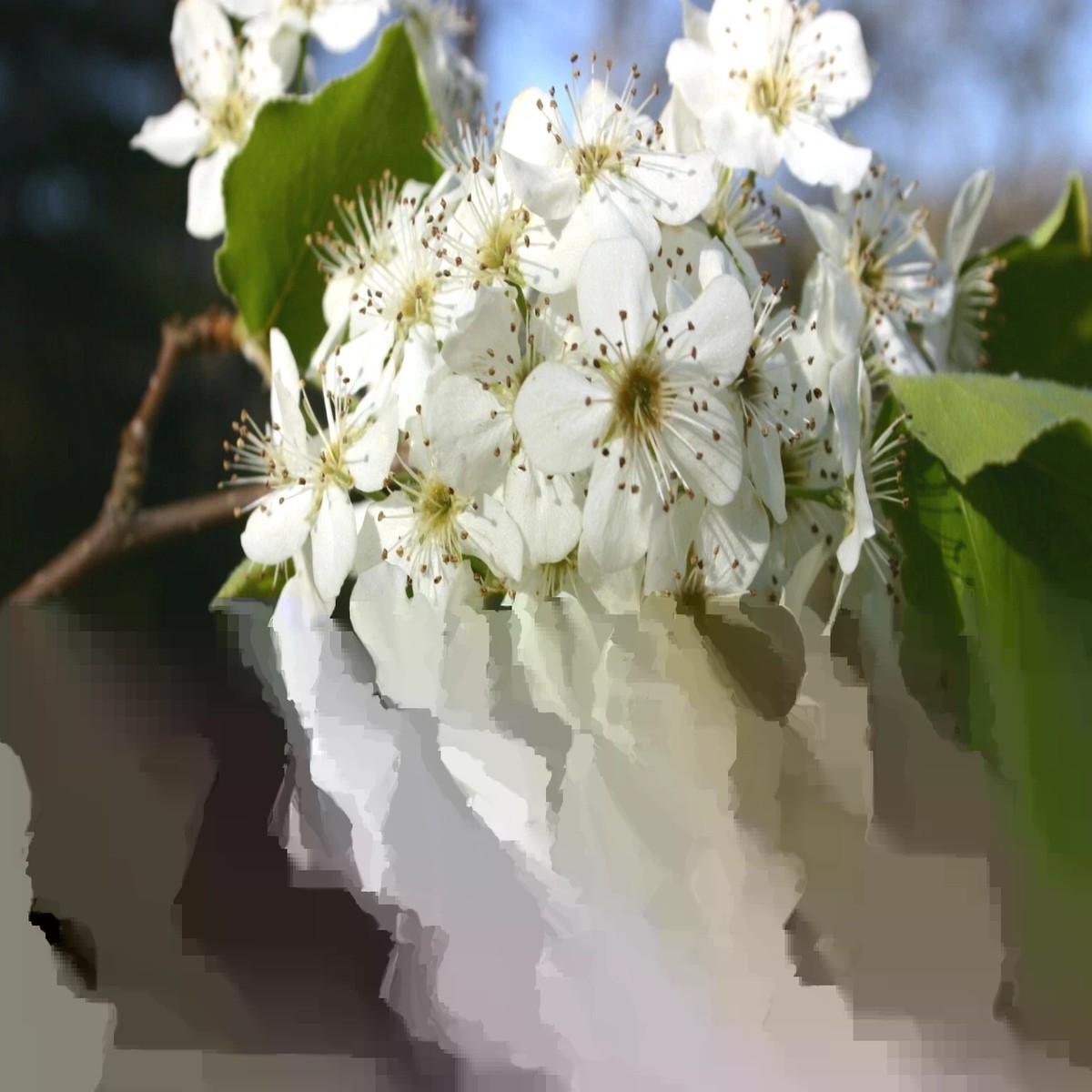Bradford Pear Tree Live Plant Seedling - Pyrus Calleryana - 4-8 Inches Tall - Outdoor