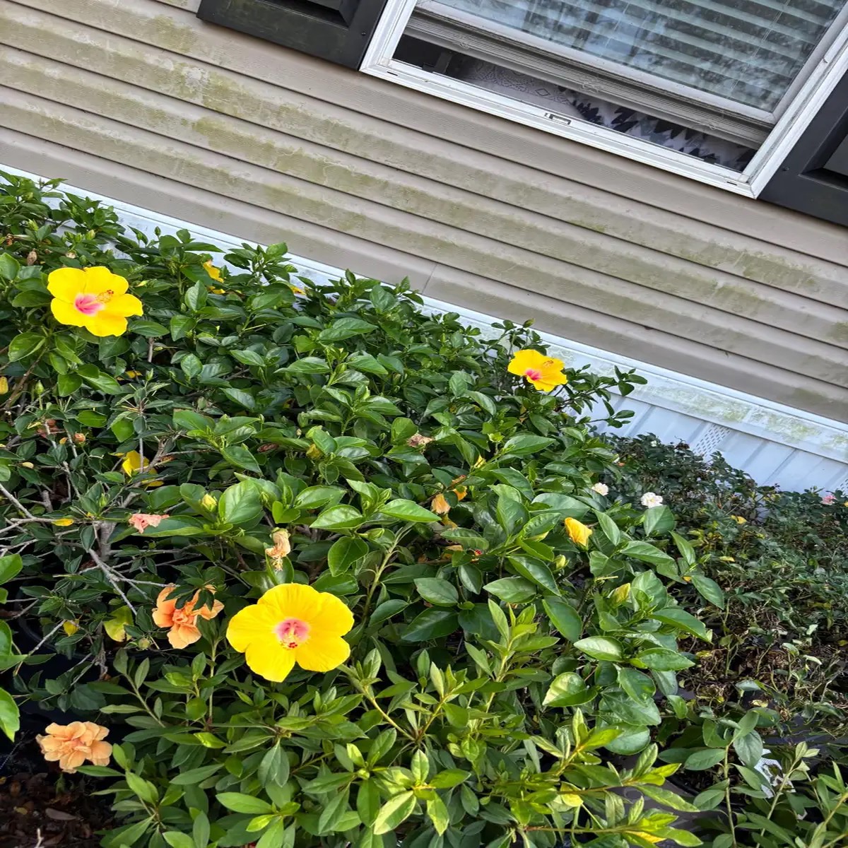 Tropical Hibiscus Live Plant, 3 Gallon Pot, Outdoor Flowering Shrub