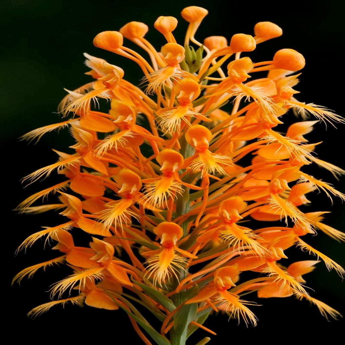 Yellow Fringed Orchid - Platanthera Ciliaris Bare Root Plant - Zones 4-9