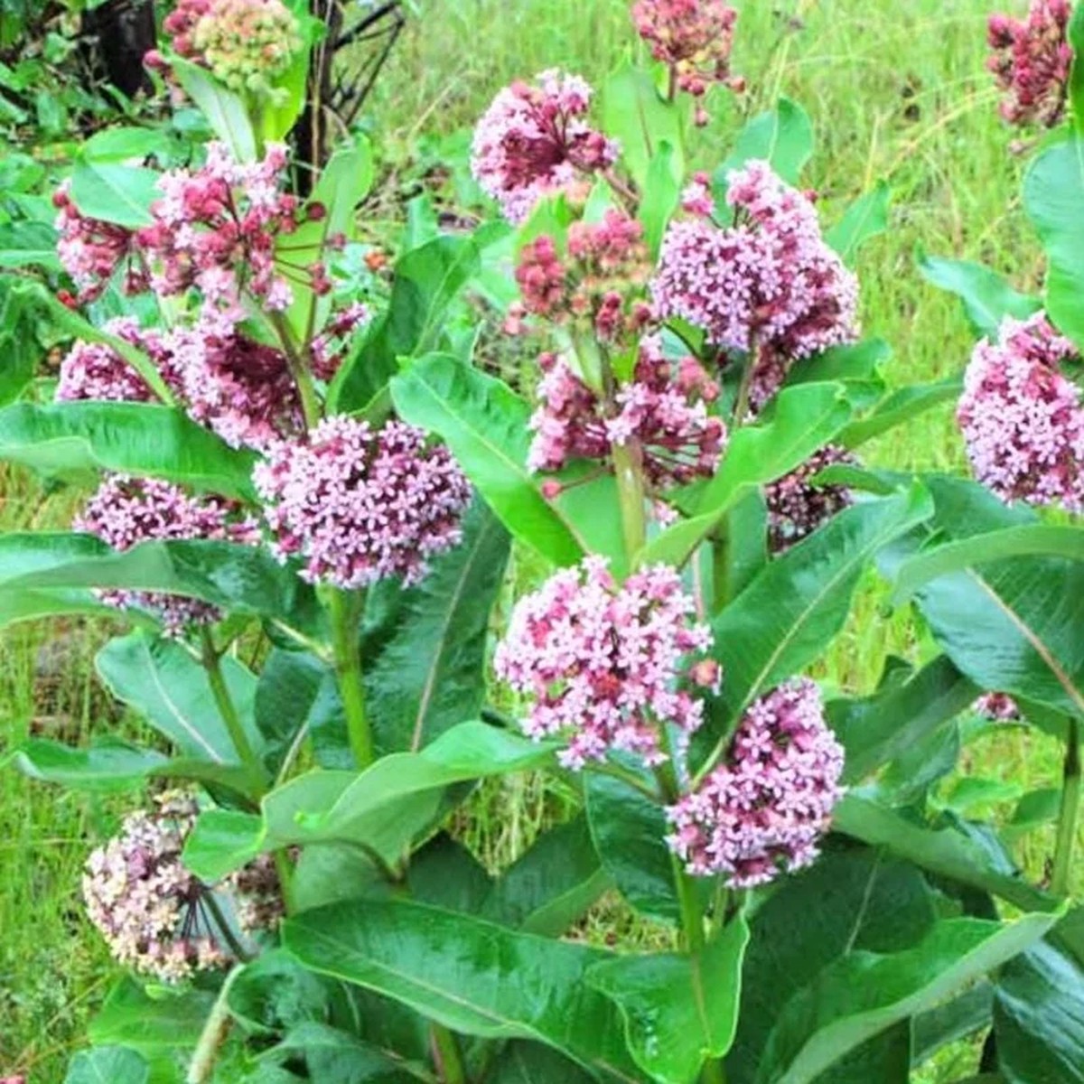 2 Broadleaf Milkweed Live Plants - Asclepias Syriaca Starter, 4-6 Tall, Outdoor