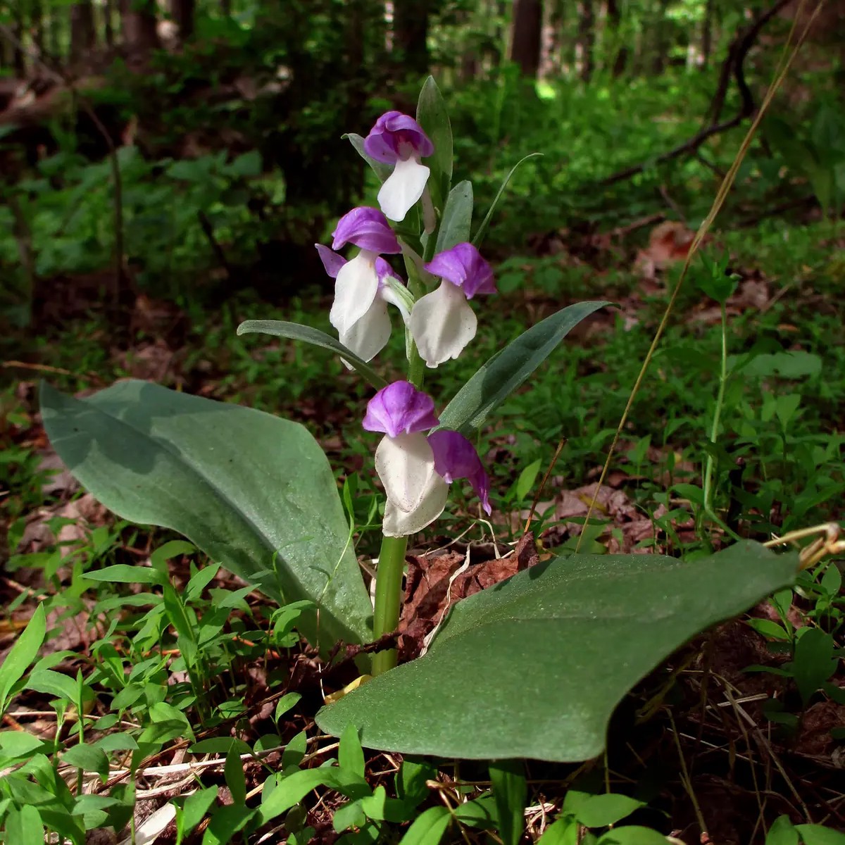 2 Galearis Spectabilis Bare Root Orchids - Purple-hooded Perennial Outdoor Plant