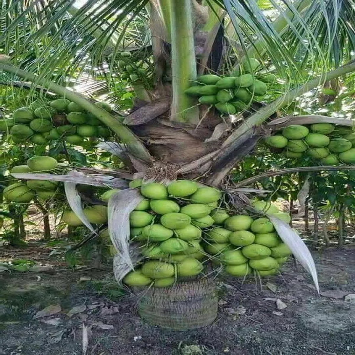 Dwarf Green Malayan Coconut Live Tree - 2-3ft Tall, 1 Gallon Pot, Fully Rooted, Outdoor Tropical Plant