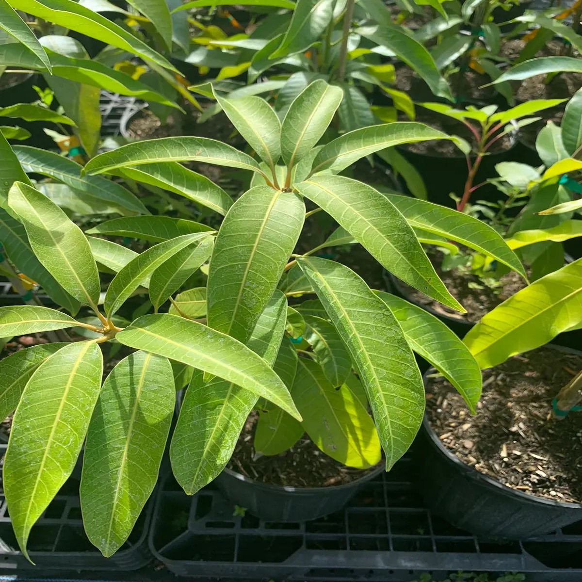 Jahangir Mango Plant - Live Grafted Tree, 3 Year Old, 1 Gallon Pot, Tropical Fruit