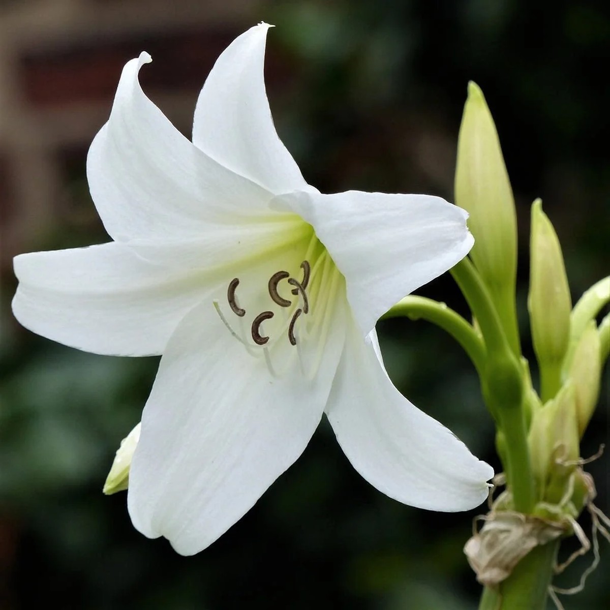 White Crinum Powellii Bulbs - Fragrant Trumpet Lily - Perennial Flower Bulbs