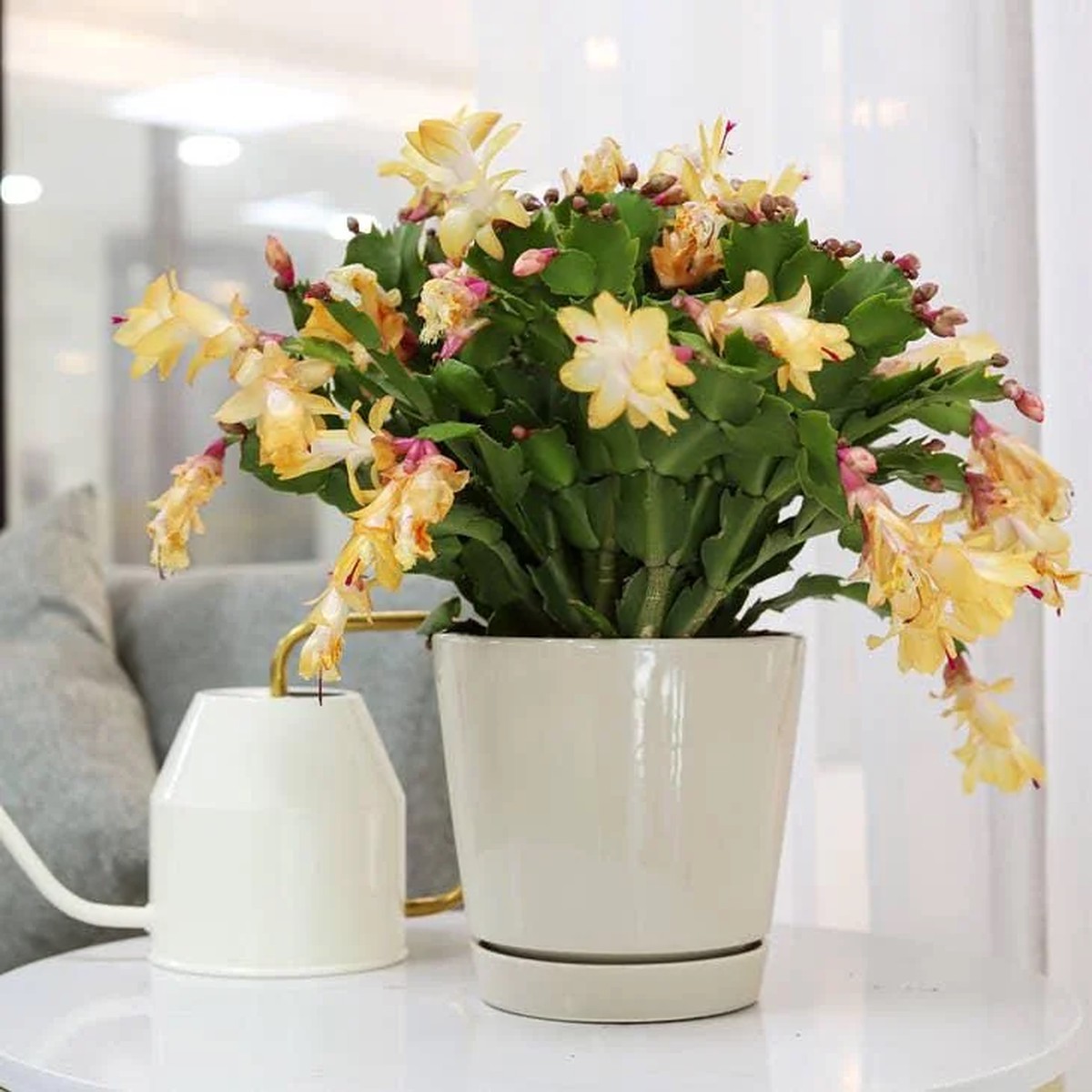 Yellow Christmas Cactus Live Plant 2 inch pot Indoor/Outdoor