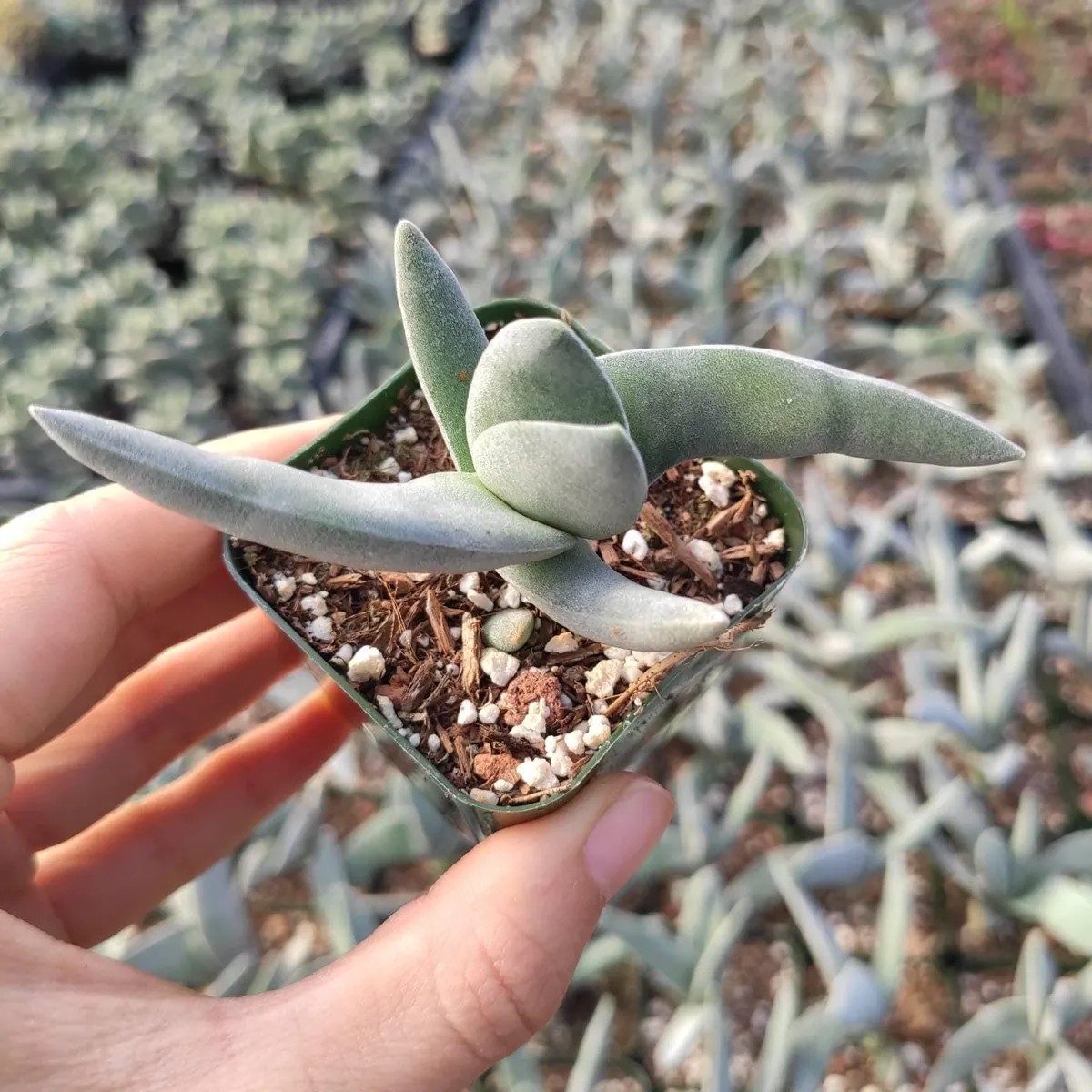 Crassula falcata Propeller Plant' Succulent Live Plant - Easy Care Houseplant